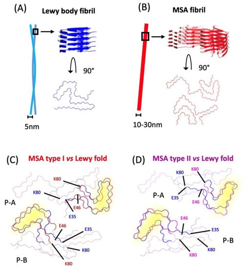 A schematic model of Lewy body formation