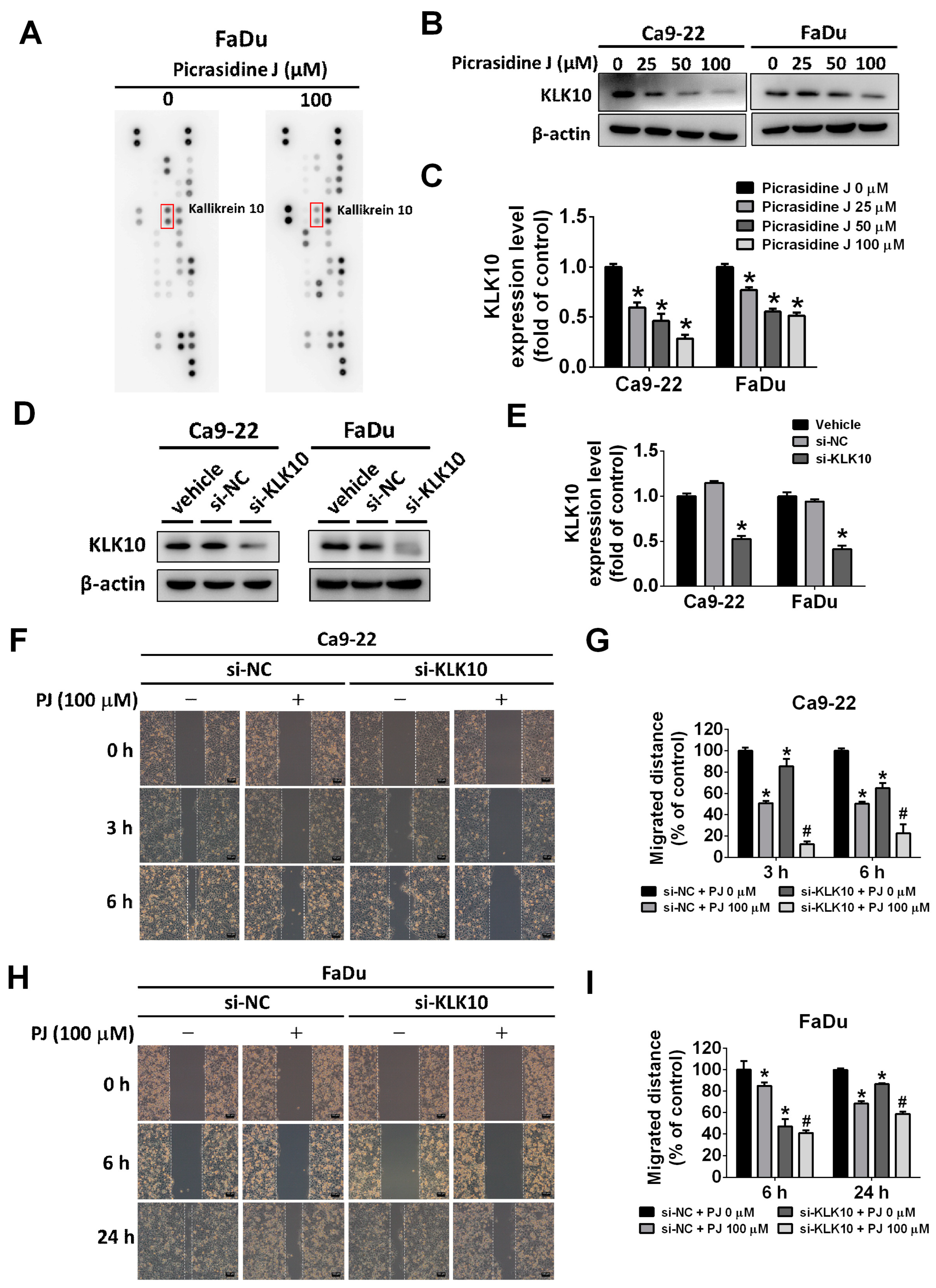 Ijms 24 13230 g004 Ijms 24 13230 g004