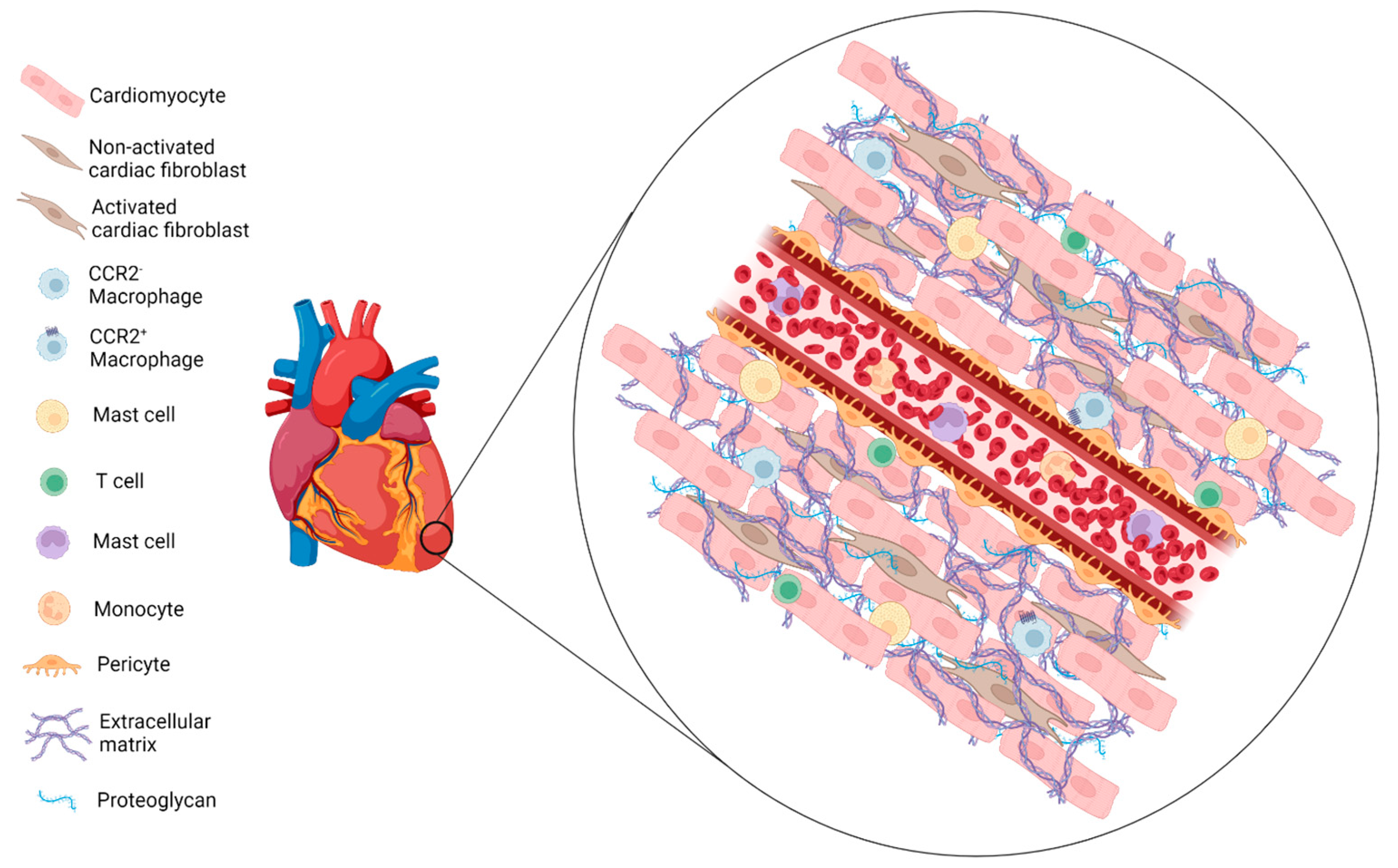 IJMS | Free Full-Text | miRNAs Epigenetic Tuning of Wall Remodeling in the  Early Phase after Myocardial Infarction: A Novel Epidrug Approach