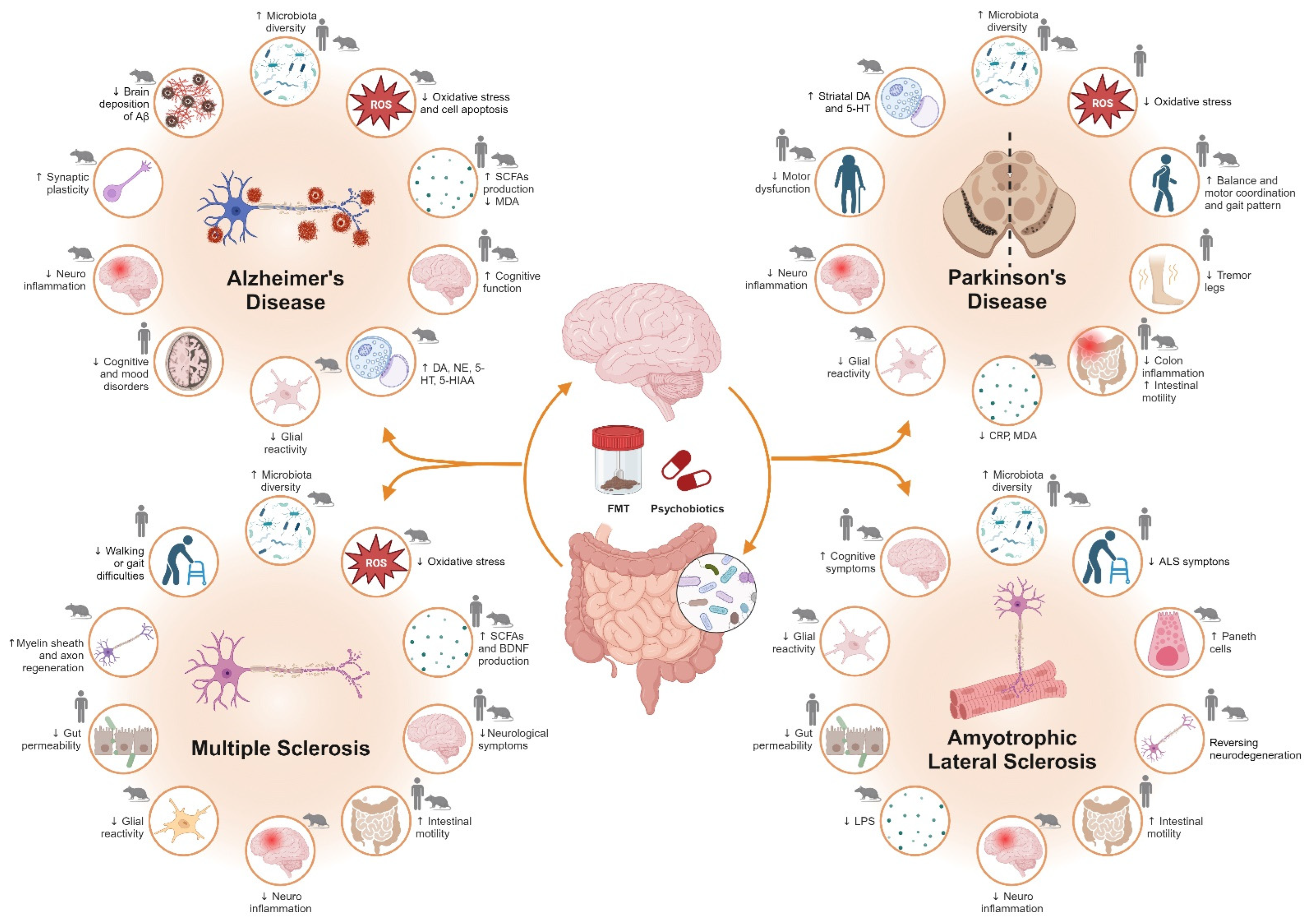 IJMS | Free Full-Text | Gut Microbial Metabolome and Dysbiosis in 