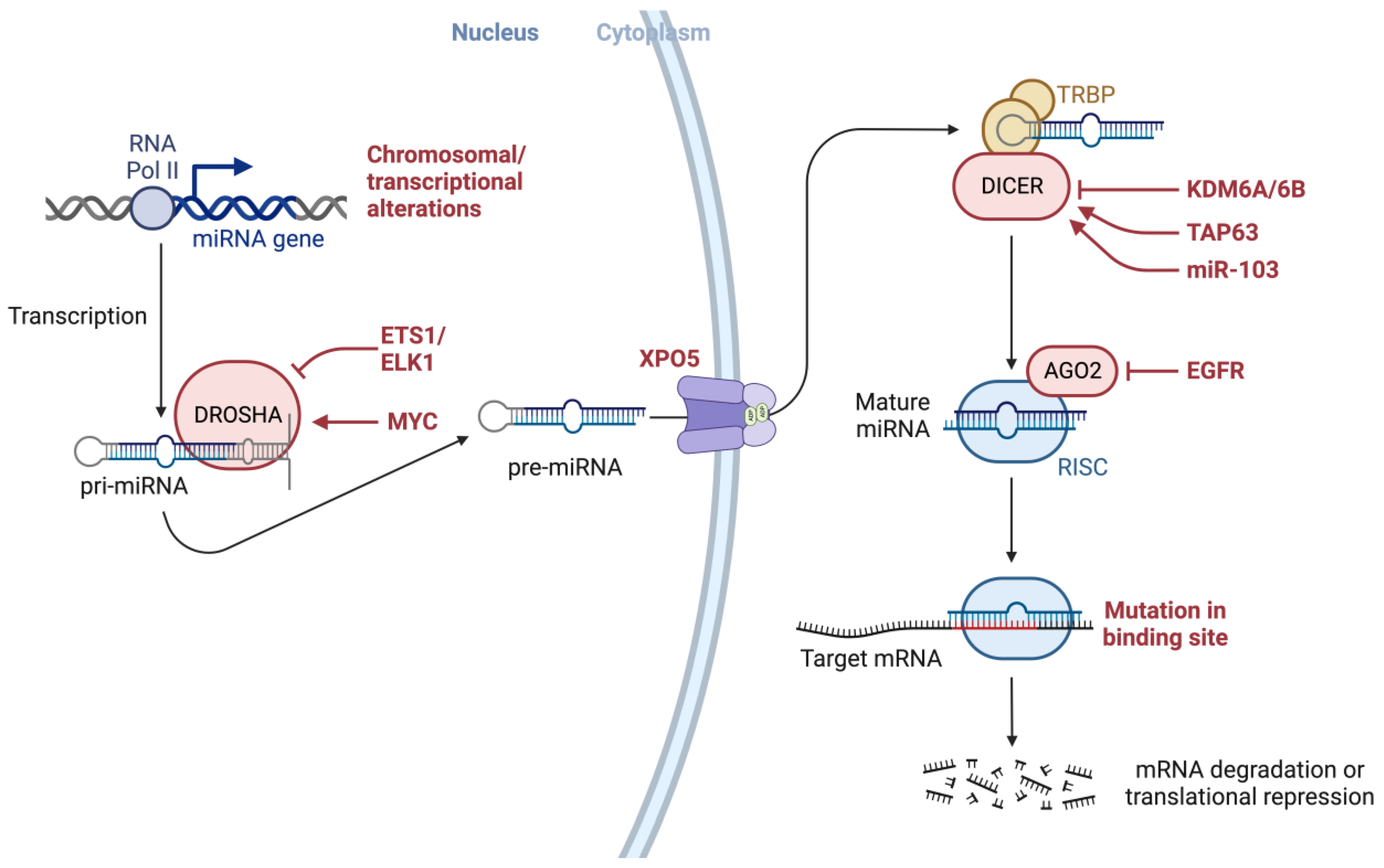 IJMS | Free Full-Text | Circulating microRNAs as Potential Biomarkers ...