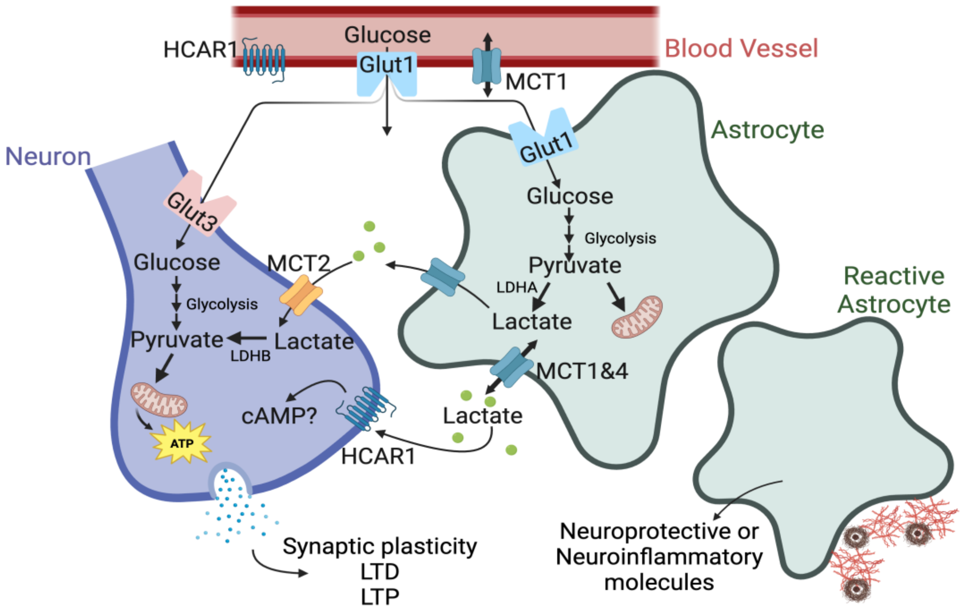 Lactate Attenuates Synaptic Transmission and Affects Brain Rhythms  Featuring High Energy Expenditure - ScienceDirect