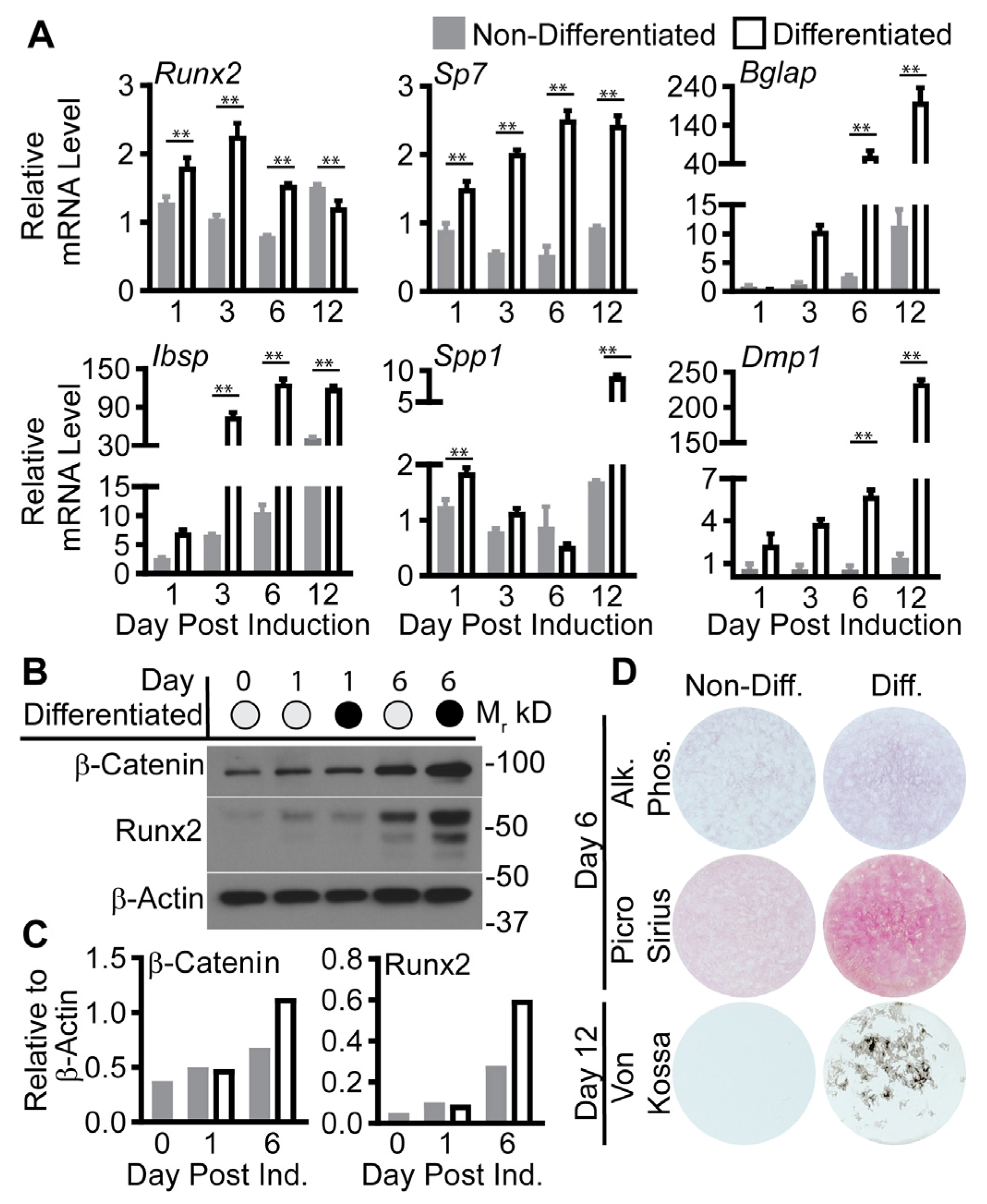 Ijms 24 13423 g002 Ijms 24 13423 g002