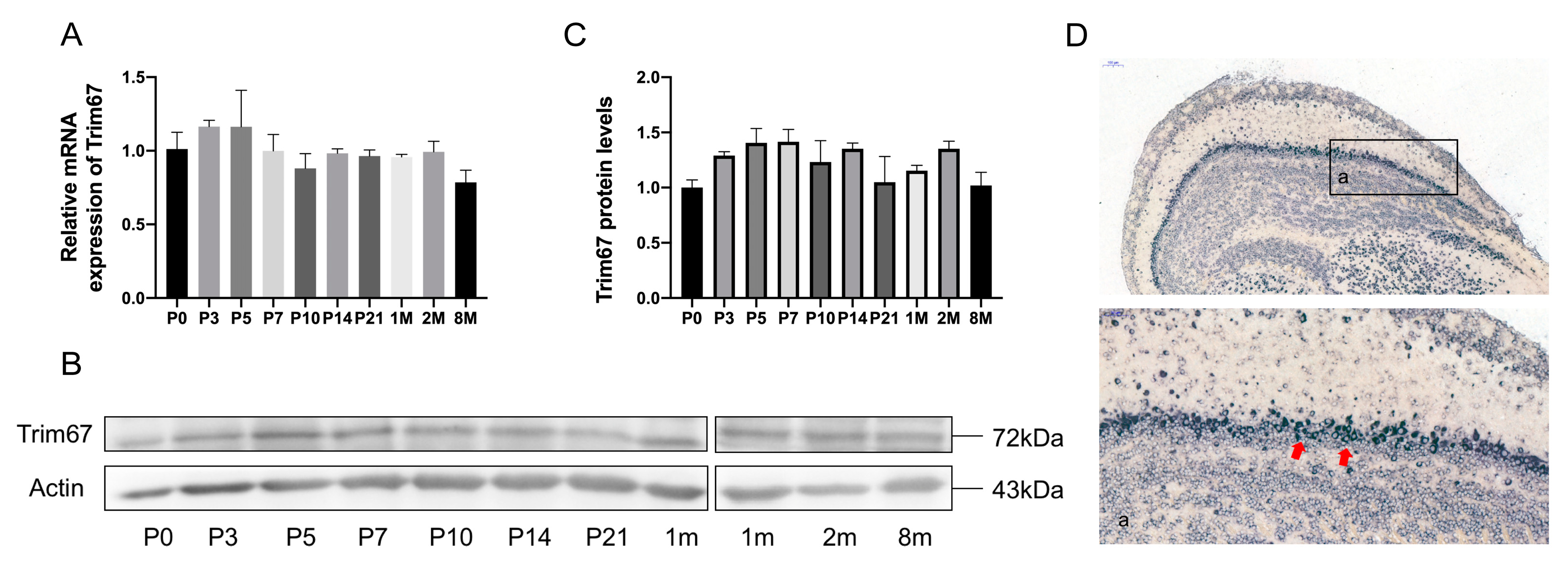 IJMS | Free Full-Text | TRIM67 Implicates in Regulating the 