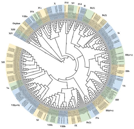 IJMS | Free Full-Text | Genome-Wide Identification and Expression ...