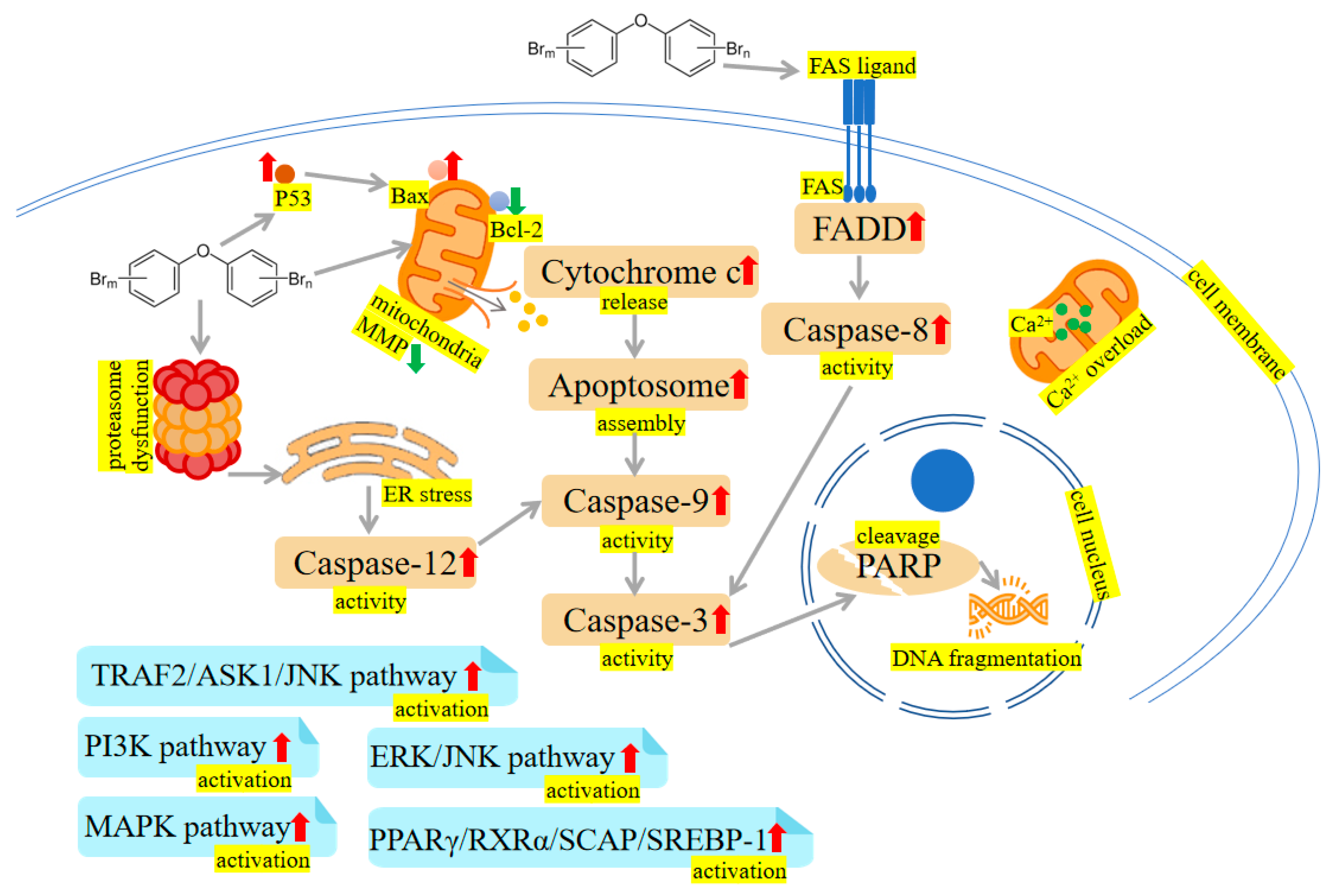 Ijms 24 13487 g003 Ijms 24 13487 g003