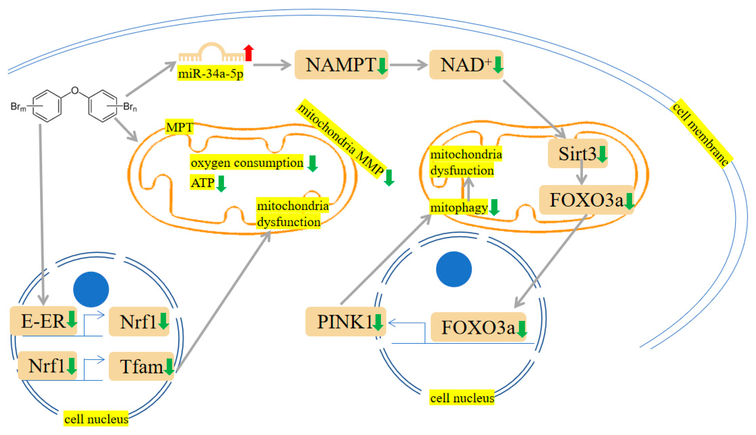 Ijms 24 13487 g005 Ijms 24 13487 g005