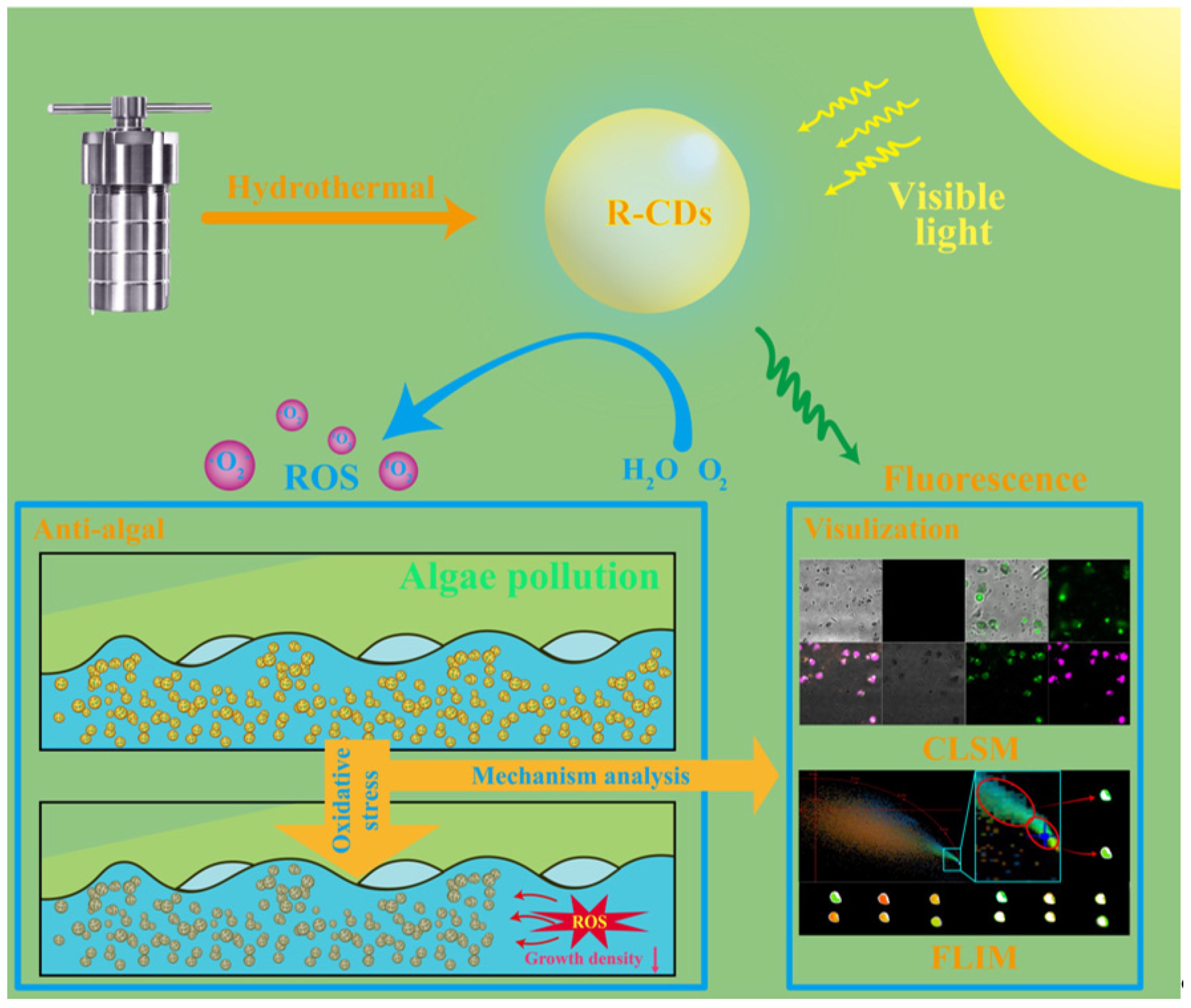 IJMS | Free Full-Text | Visible-Light-Activated Carbon Dot ...