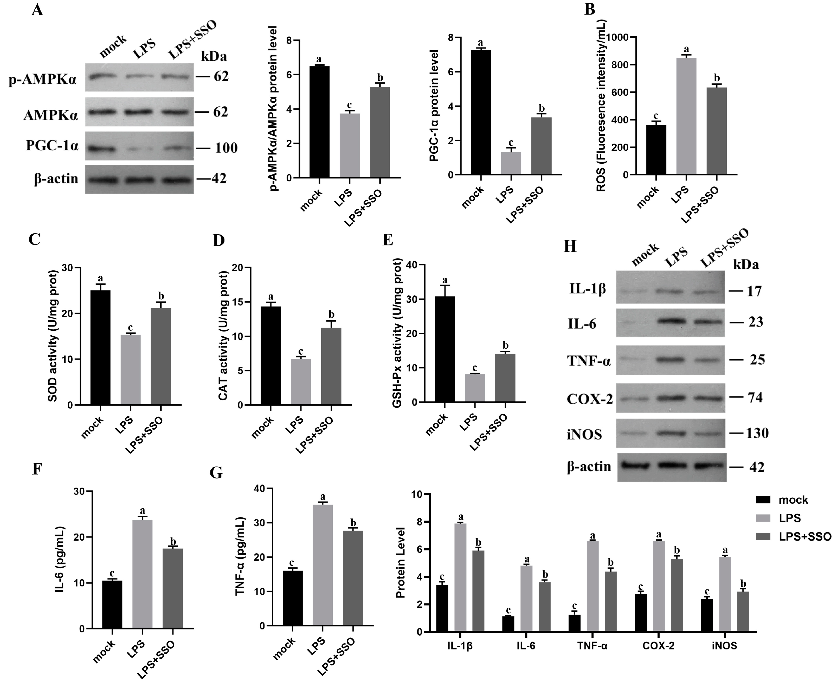 Ijms 24 13516 g006 Ijms 24 13516 g006
