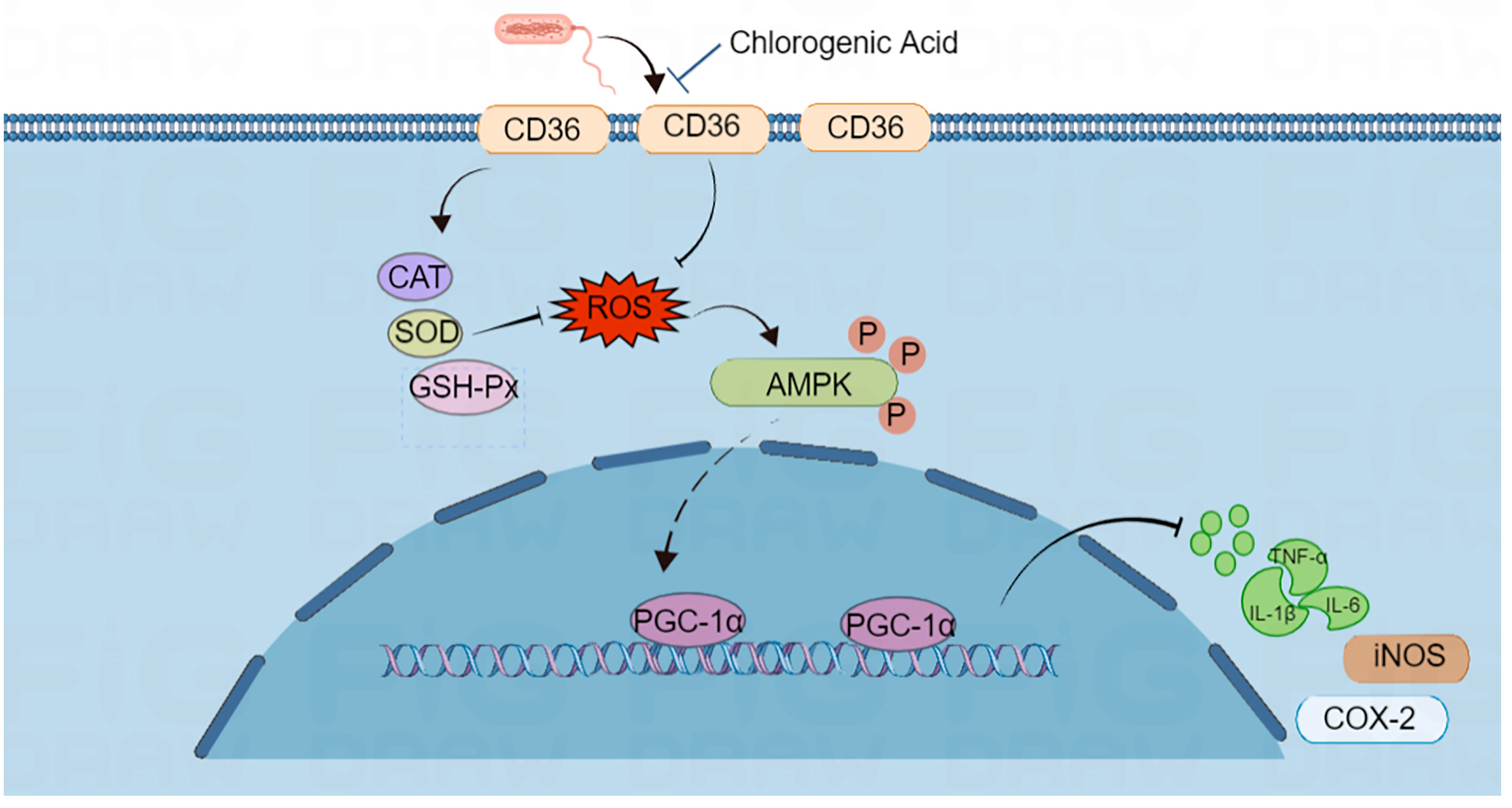 Ijms 24 13516 g007 Ijms 24 13516 g007