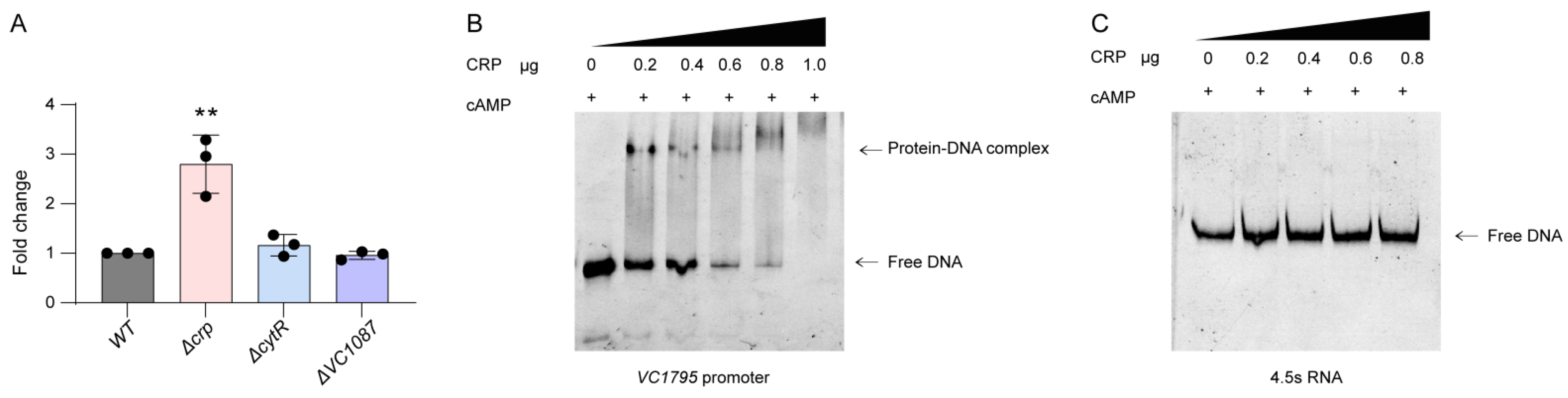 Ijms 24 13523 g003 Ijms 24 13523 g003