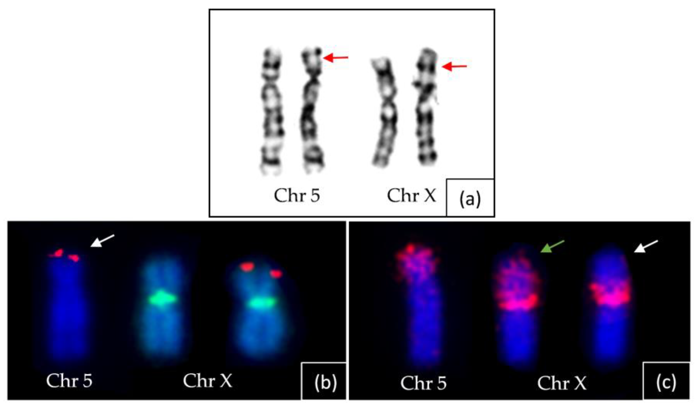 Ijms 24 13567 g005 Ijms 24 13567 g005