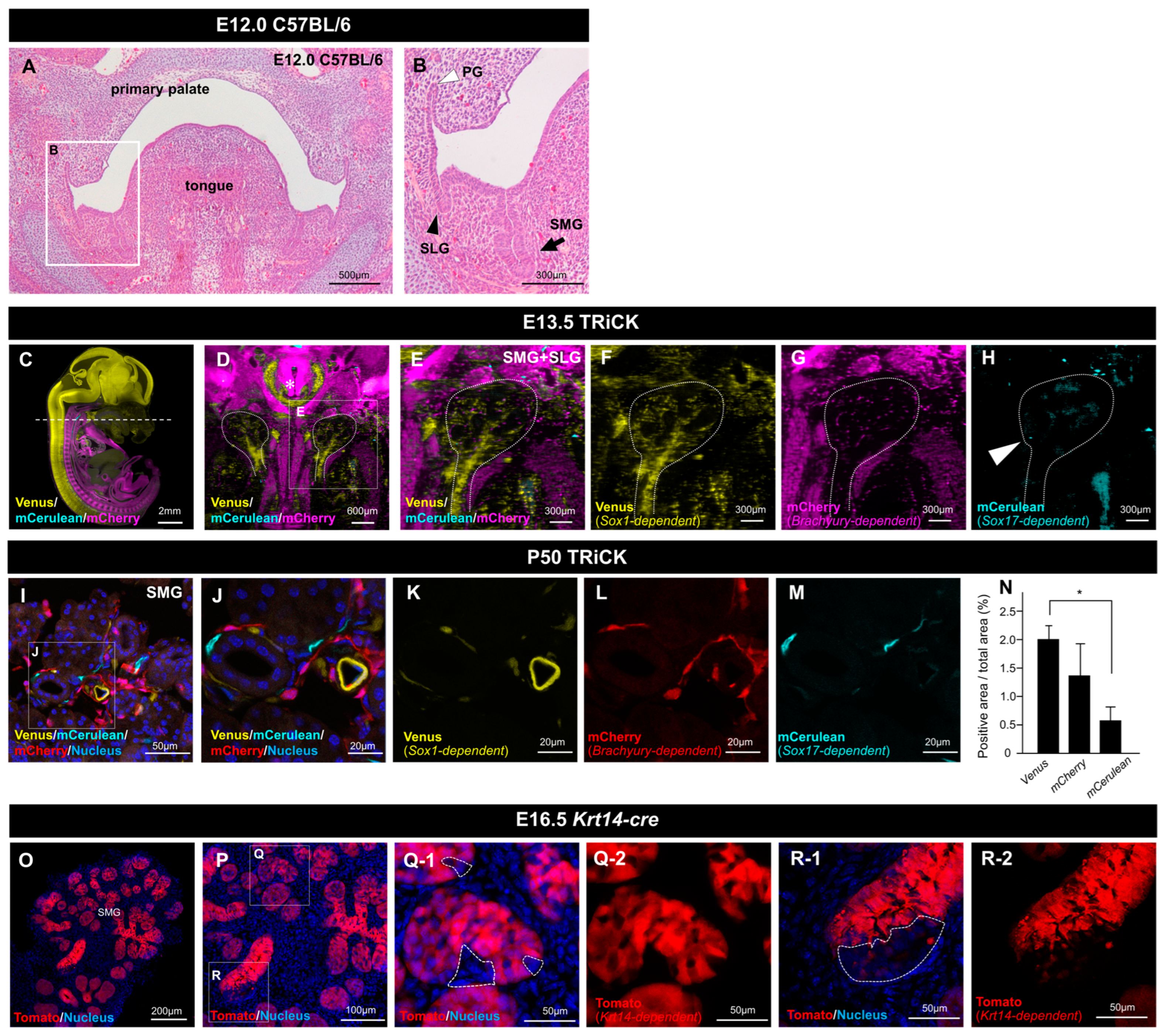 Salivary gland function, development, and regeneration