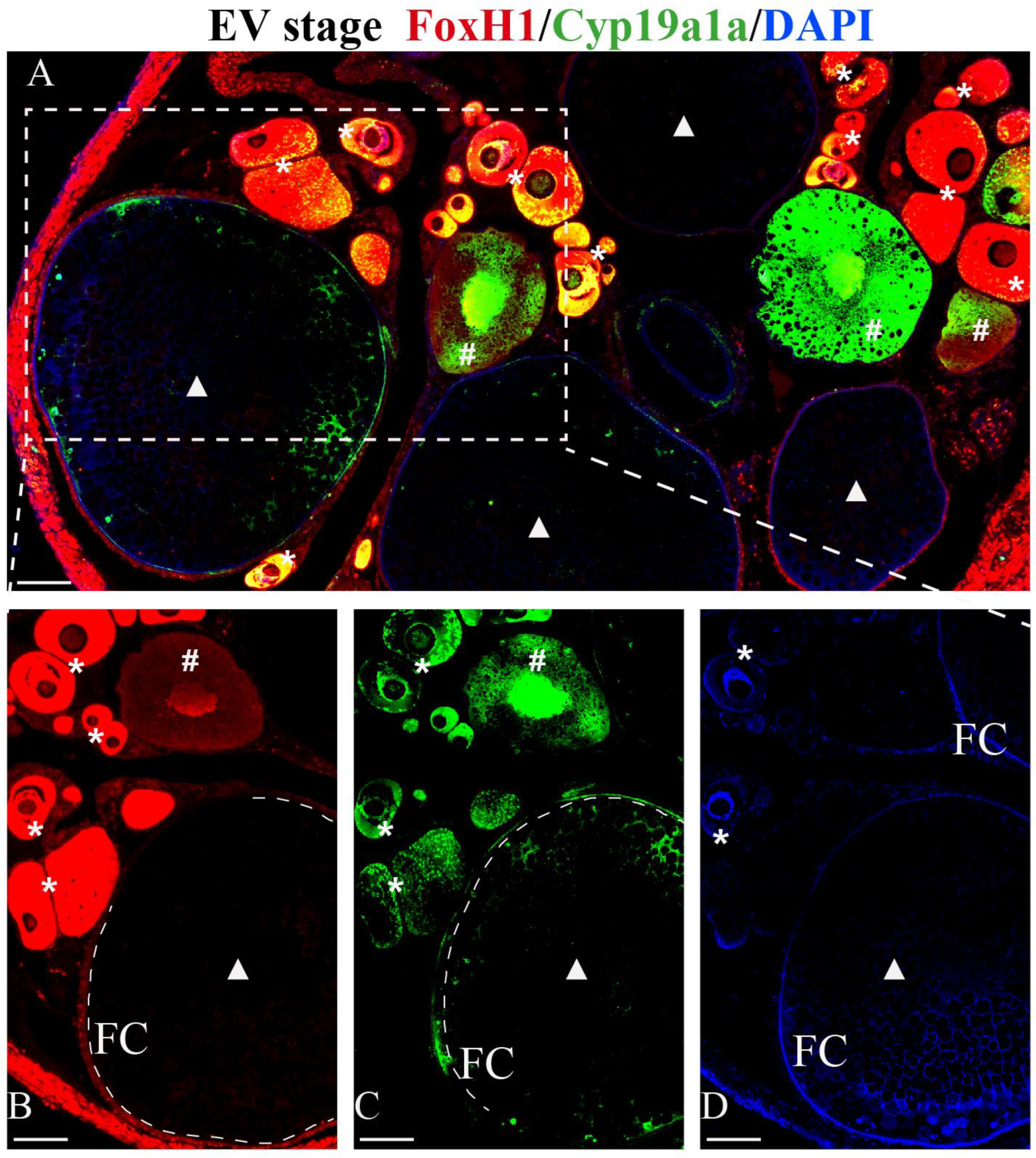Ijms 24 13712 g005 Ijms 24 13712 g005