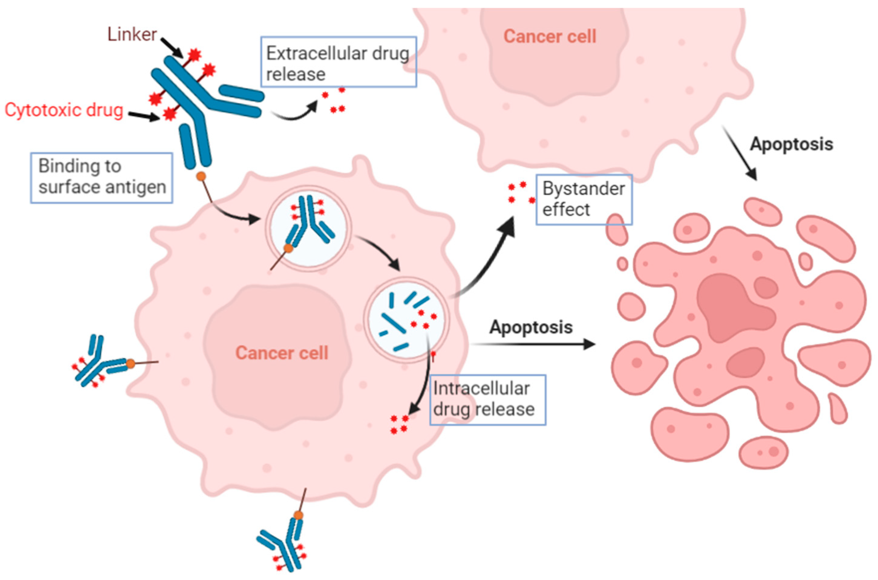 Understanding the activity of antibody–drug conjugates in primary and  secondary brain tumours