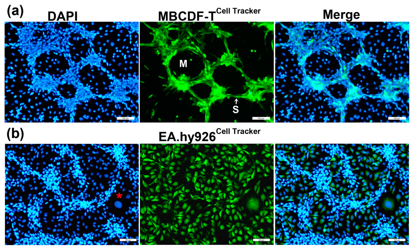 Ijms 24 13770 g002 Ijms 24 13770 g002