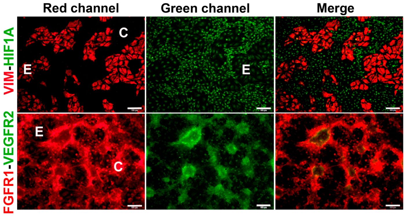 Ijms 24 13770 g004 Ijms 24 13770 g004