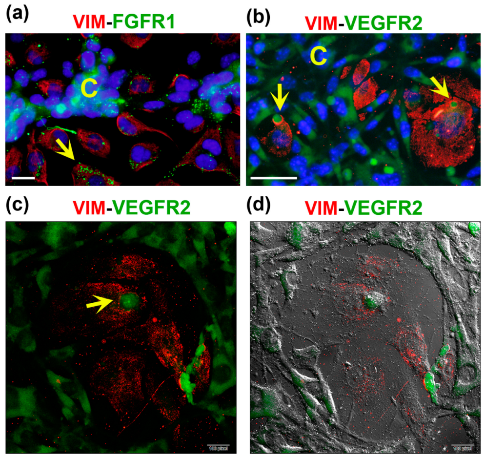 Ijms 24 13770 g006 Ijms 24 13770 g006