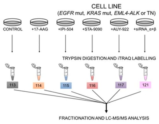 IJMS | Free Full-Text | Inhibition of HSP90 in Driver Oncogene 