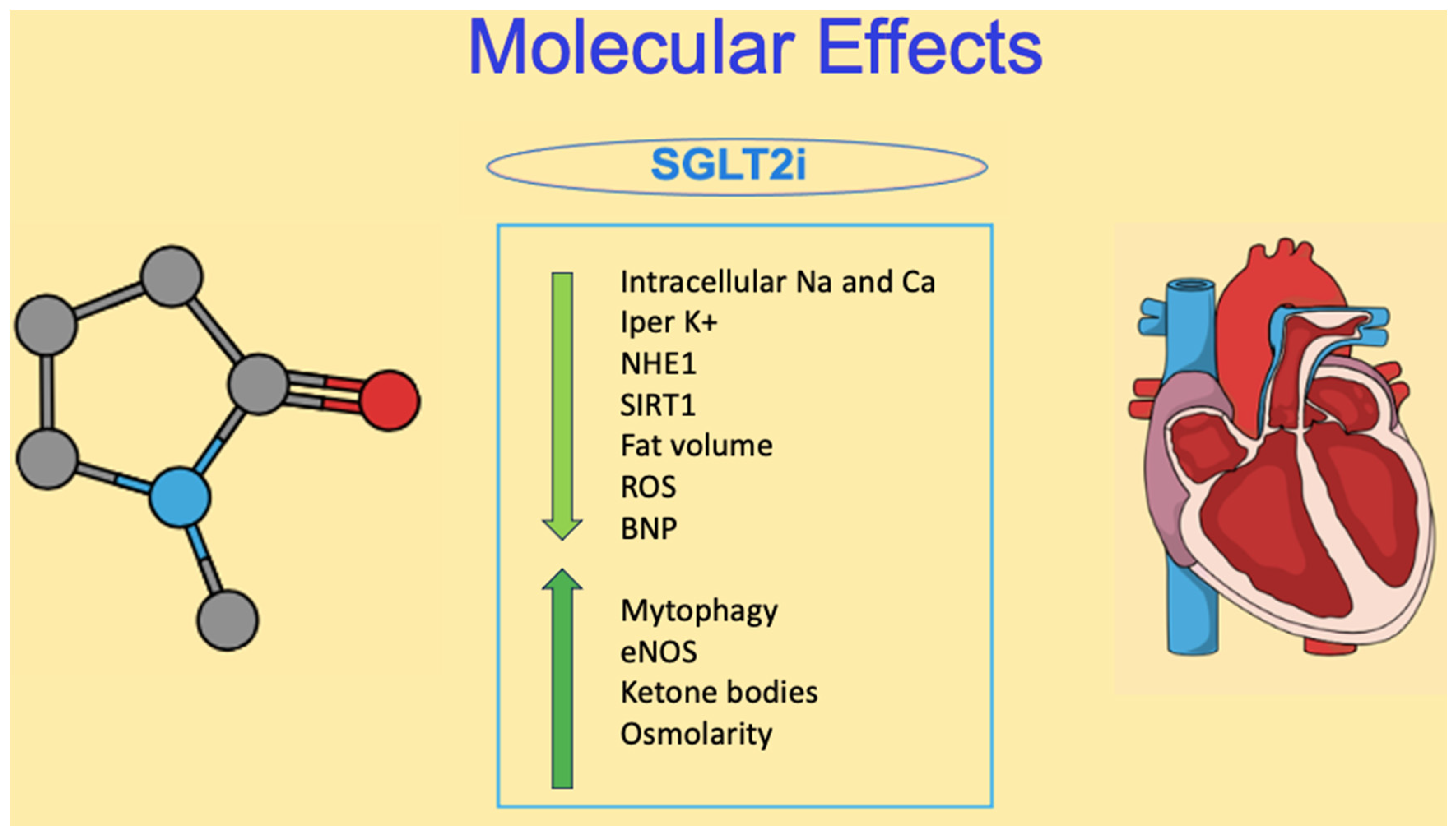 IJMS | Free Full-Text | Sizing SGLT2 Inhibitors Up: From a 