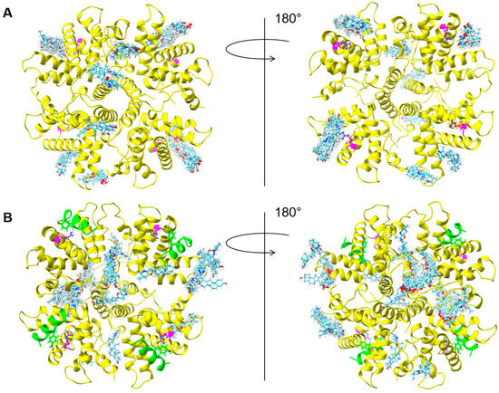 Functional organization of cytoplasmic inclusion bodies in cells infected  by respiratory syncytial virus