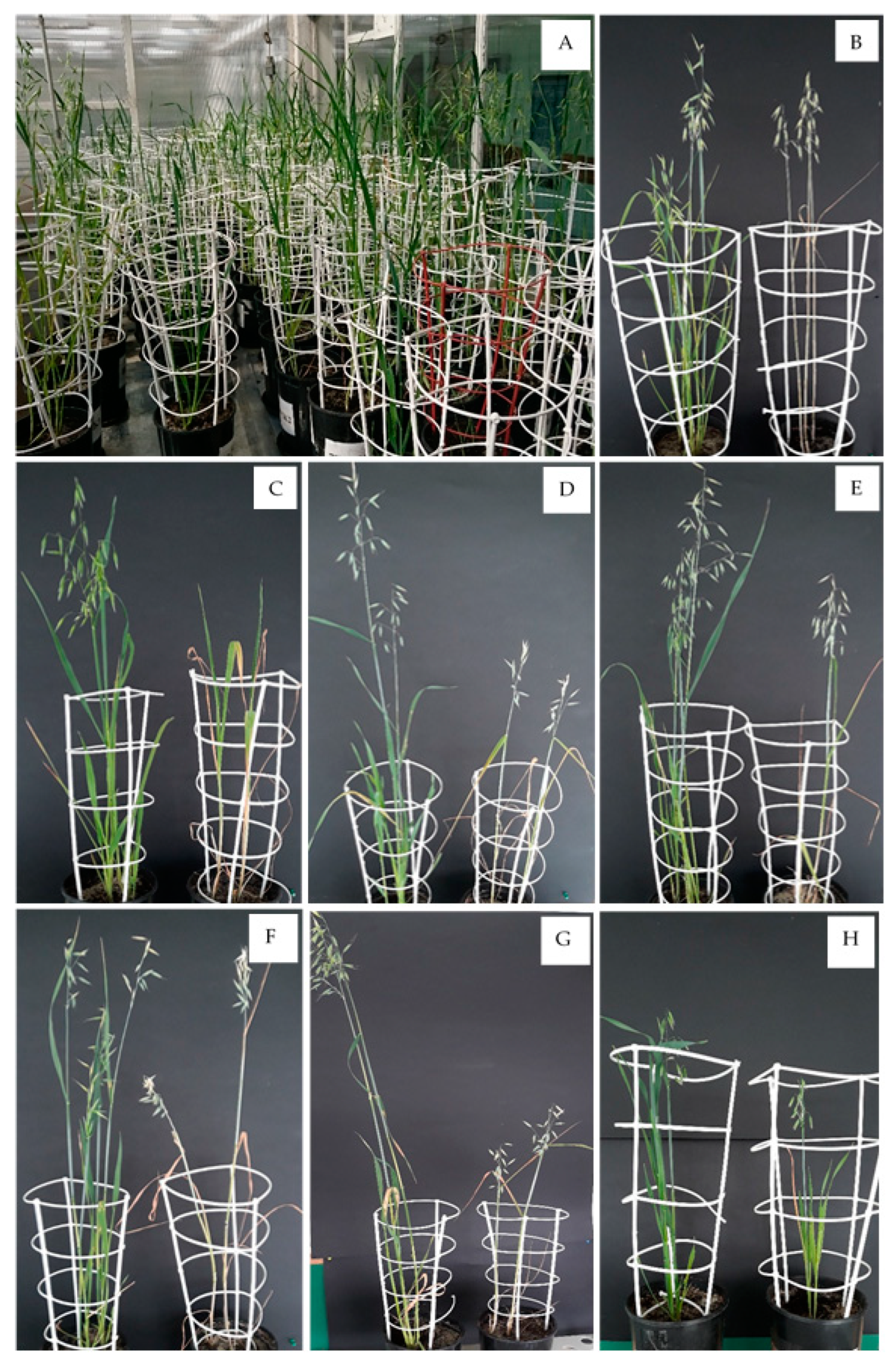 Ijms 24 13905 g006 Ijms 24 13905 g006