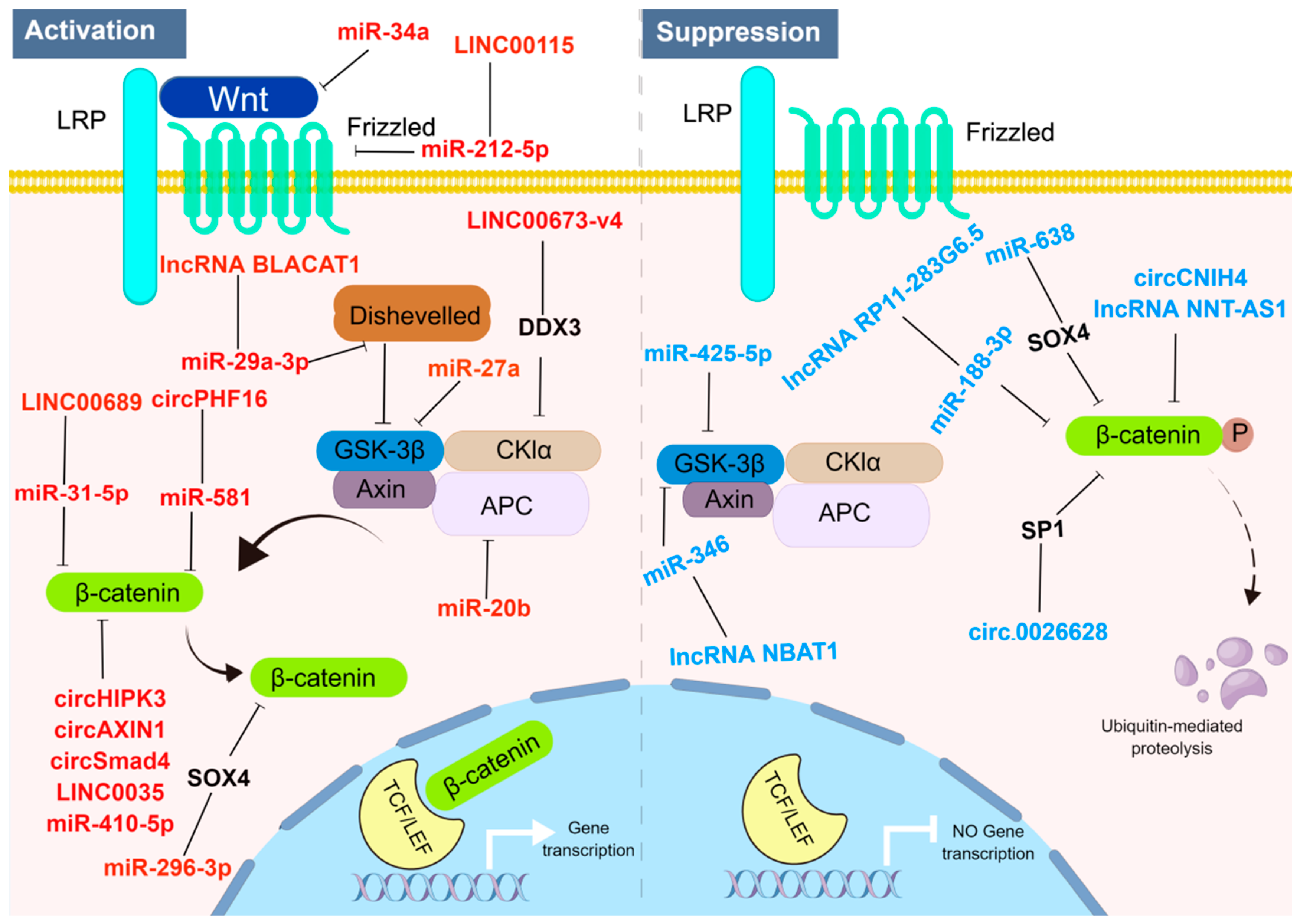 Ijms 24 13909 g001 Ijms 24 13909 g001