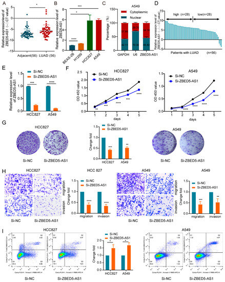 IJMS | Free Full-Text | Long Noncoding RNA ZBED5-AS1 Facilitates 