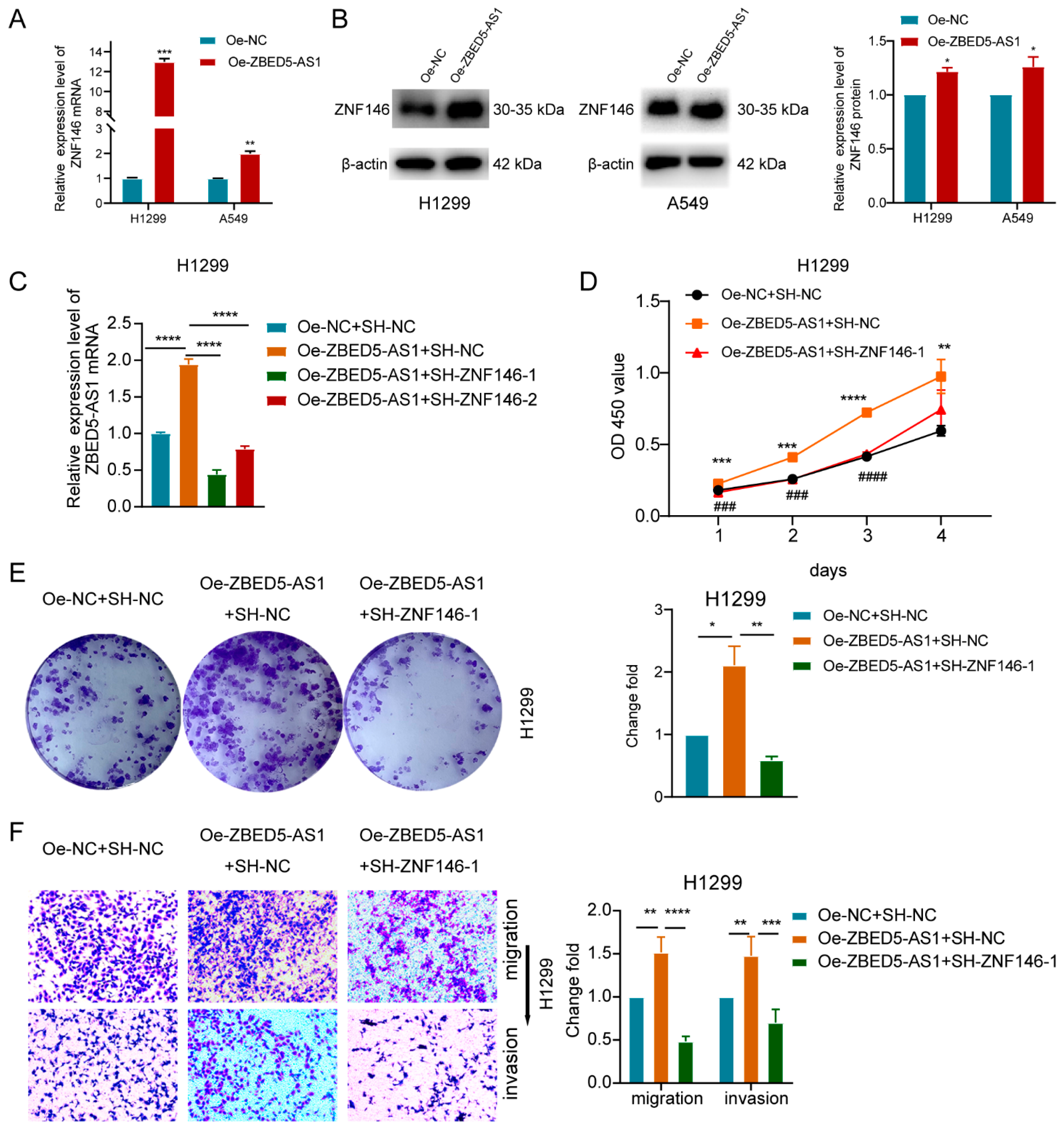 IJMS | Free Full-Text | Long Noncoding RNA ZBED5-AS1 Facilitates 