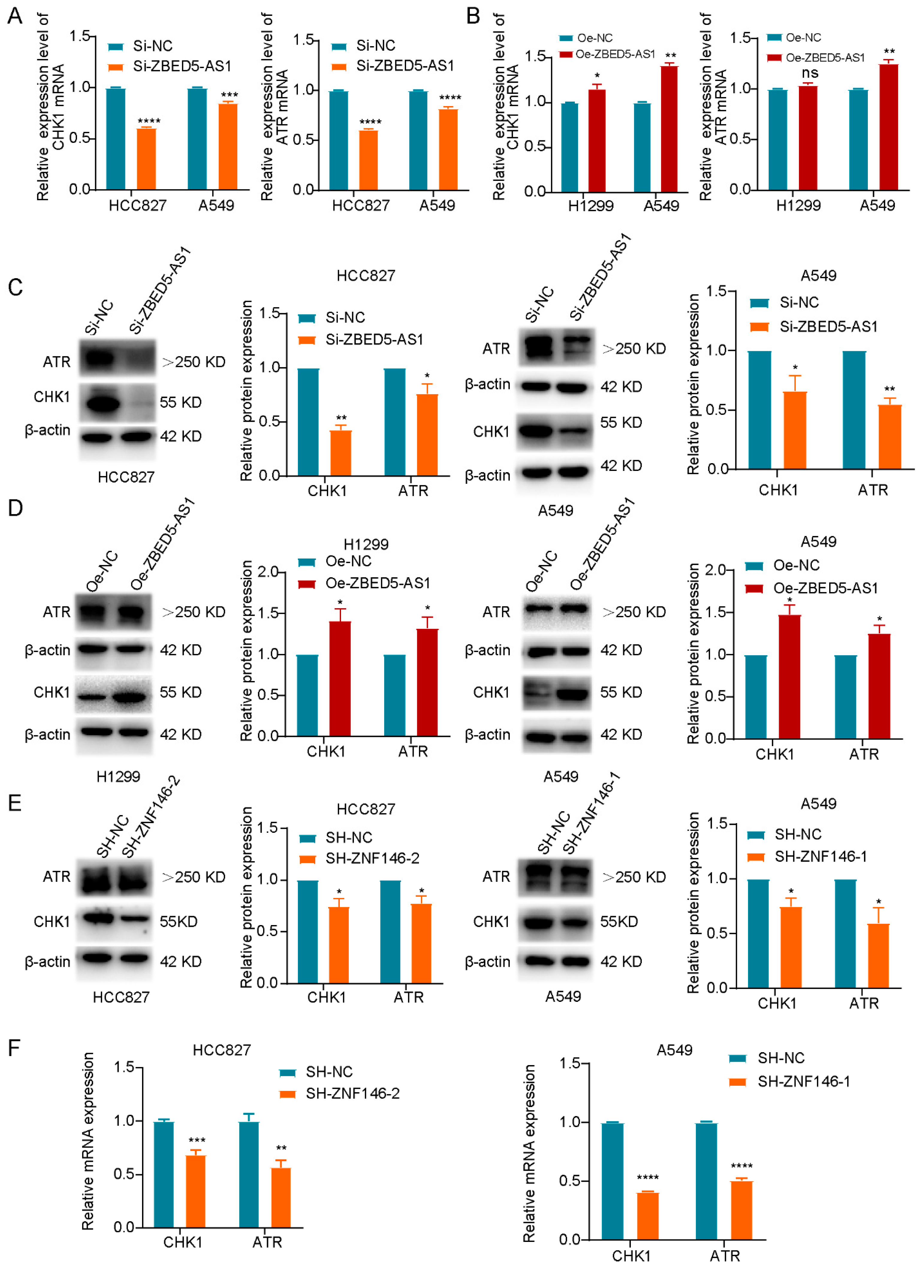 IJMS | Free Full-Text | Long Noncoding RNA ZBED5-AS1 Facilitates 