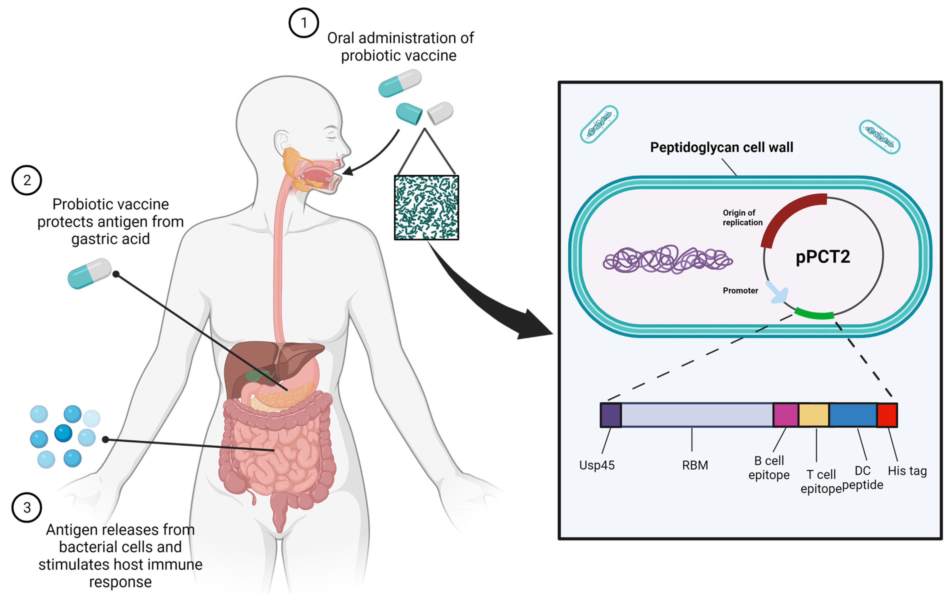 Cells At Work Season 2 review: The benefits of vaccination and probiotics  explained