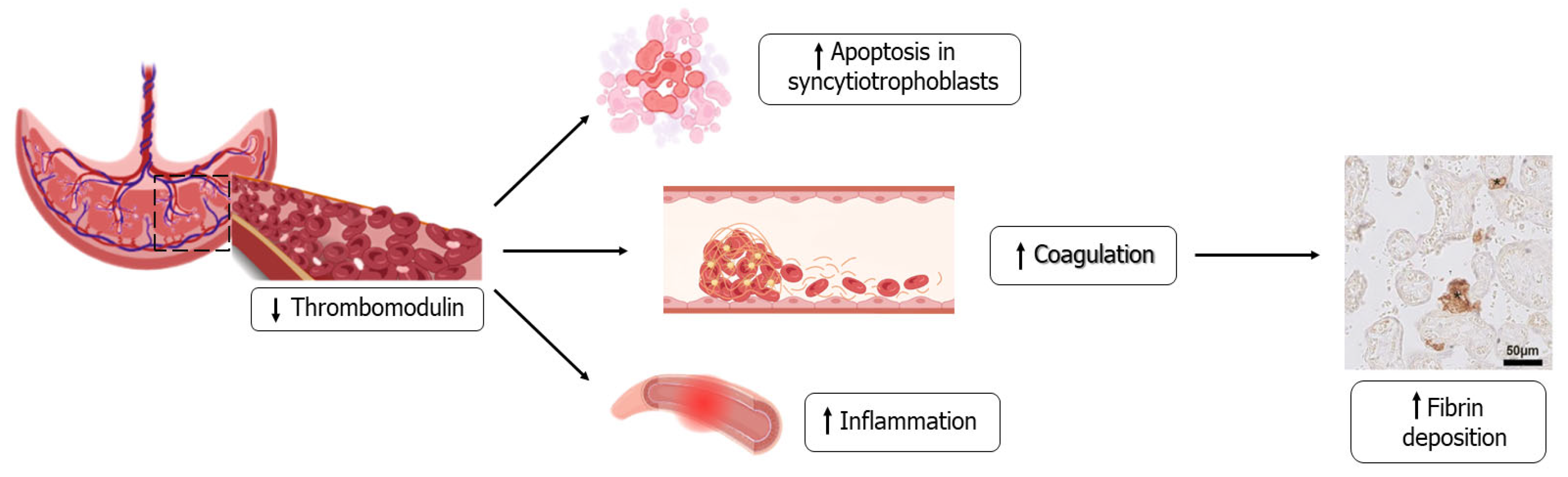 Ijms 24 13945 g002 Ijms 24 13945 g002