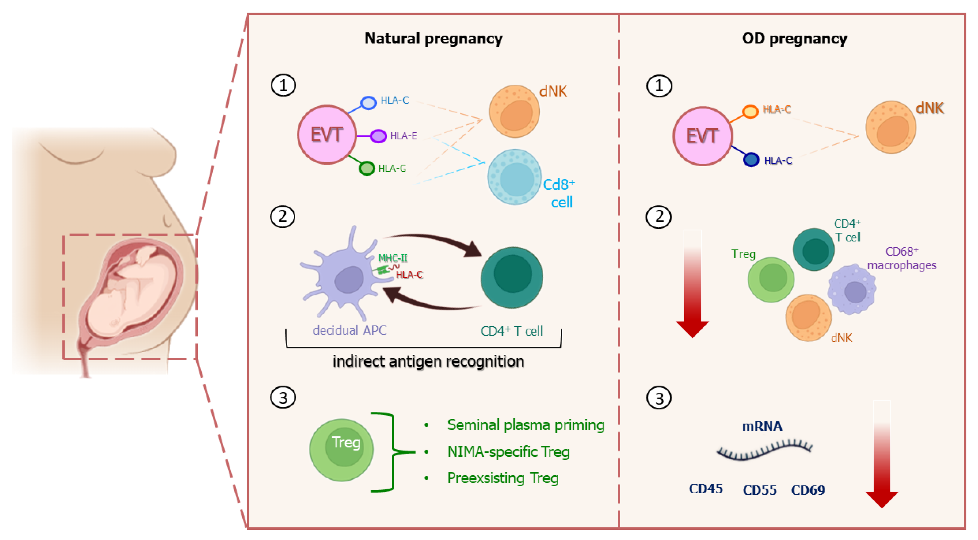 Ijms 24 13945 g003 Ijms 24 13945 g003
