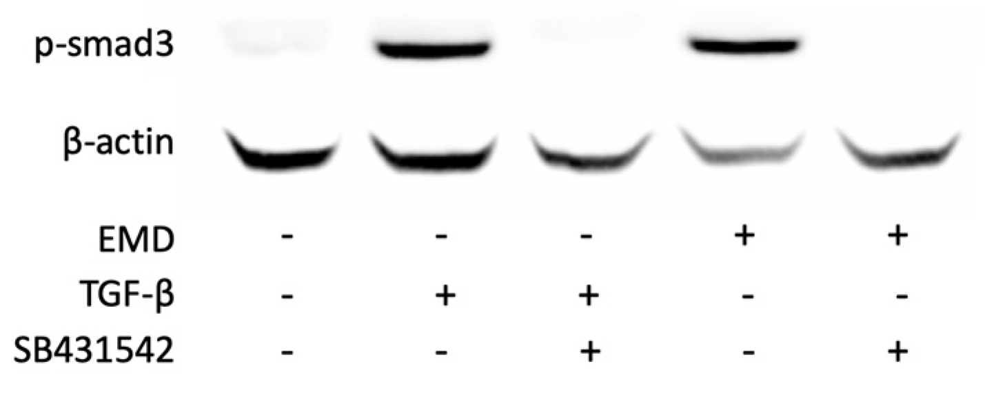 Ijms 24 13991 g003 Ijms 24 13991 g003