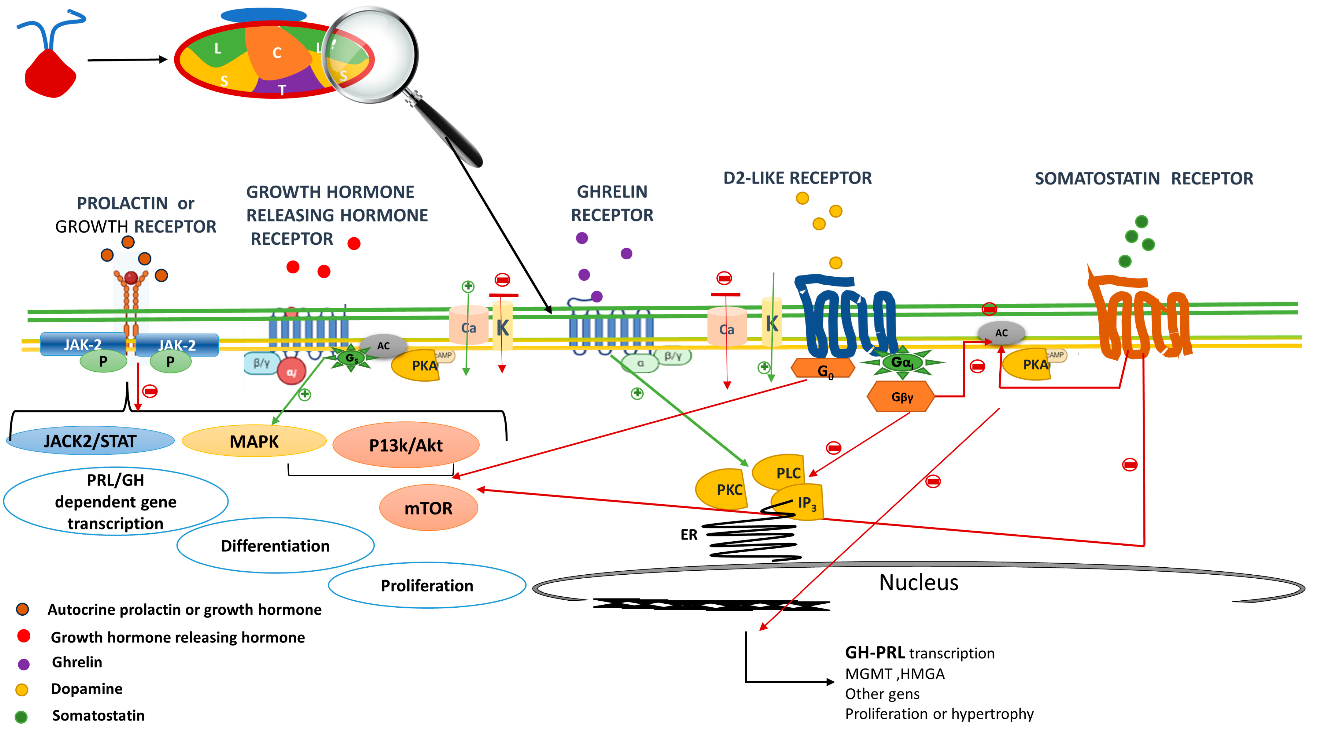 Ijms 24 14002 g002 Ijms 24 14002 g002
