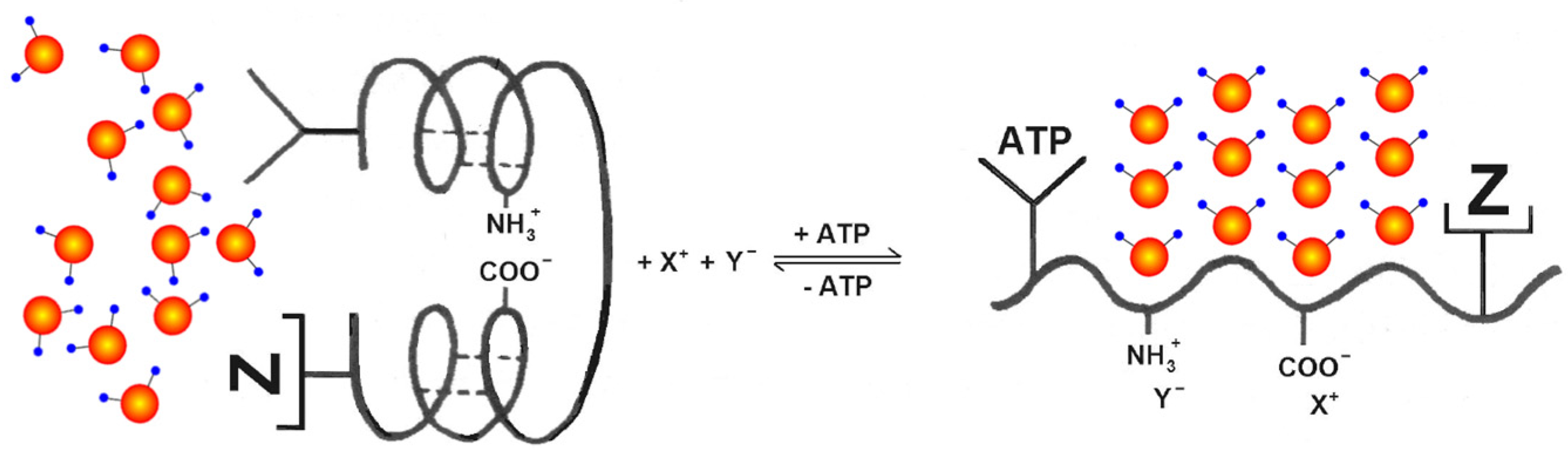 Ijms 24 14003 g004 Ijms 24 14003 g004