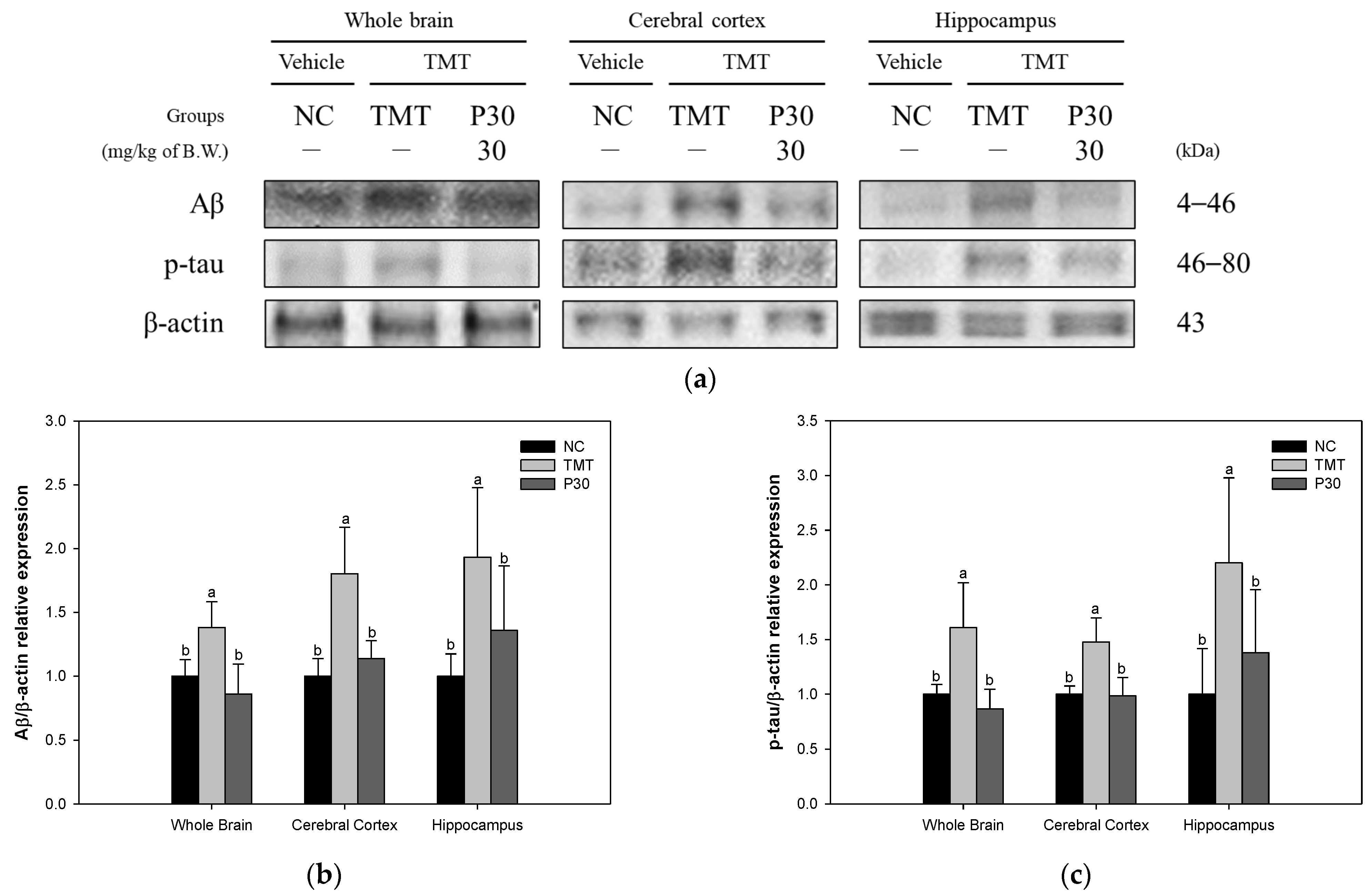 Ijms 24 14084 g008 Ijms 24 14084 g008