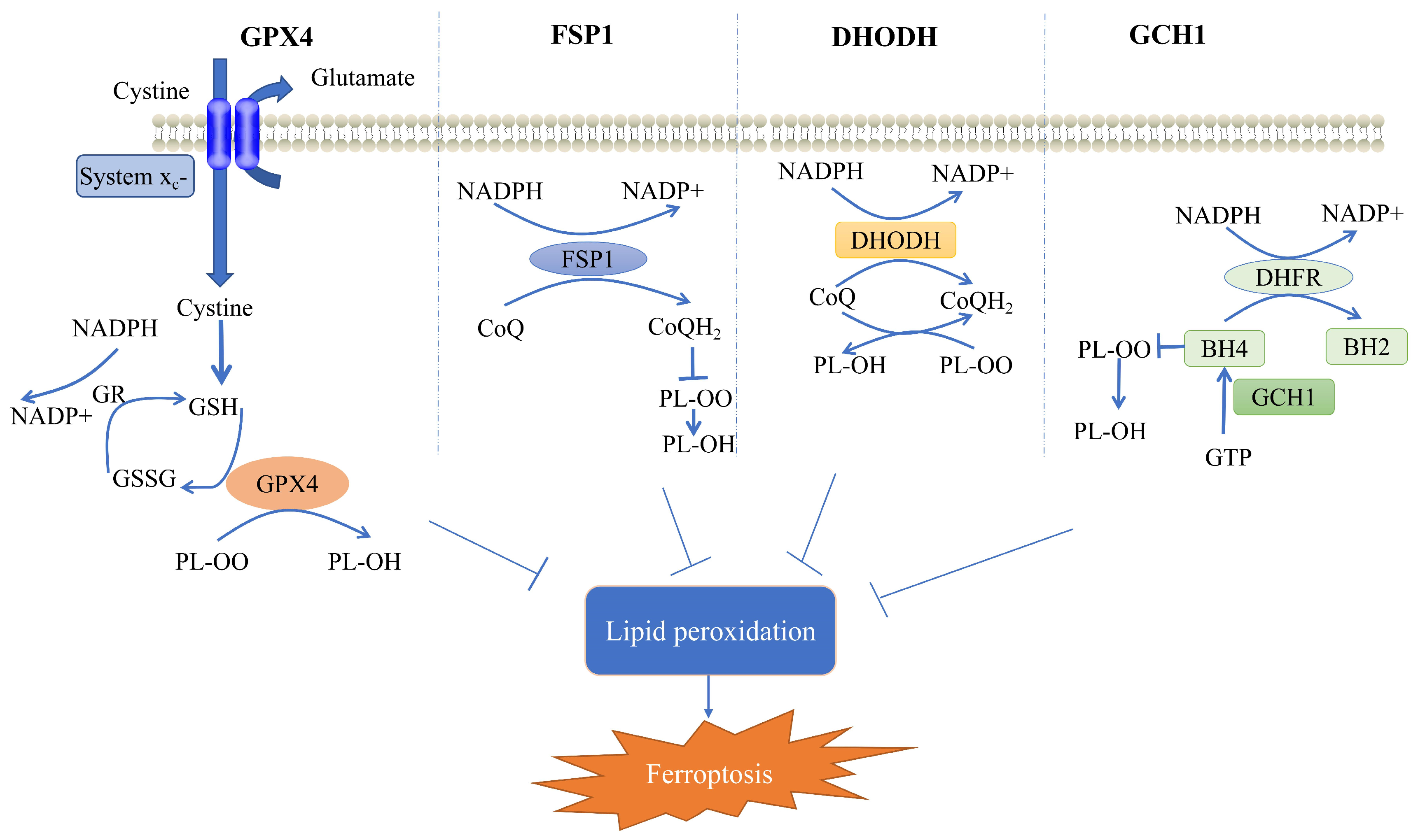 IJMS | Free Full-Text | The Role of Cellular Defense Systems of ...