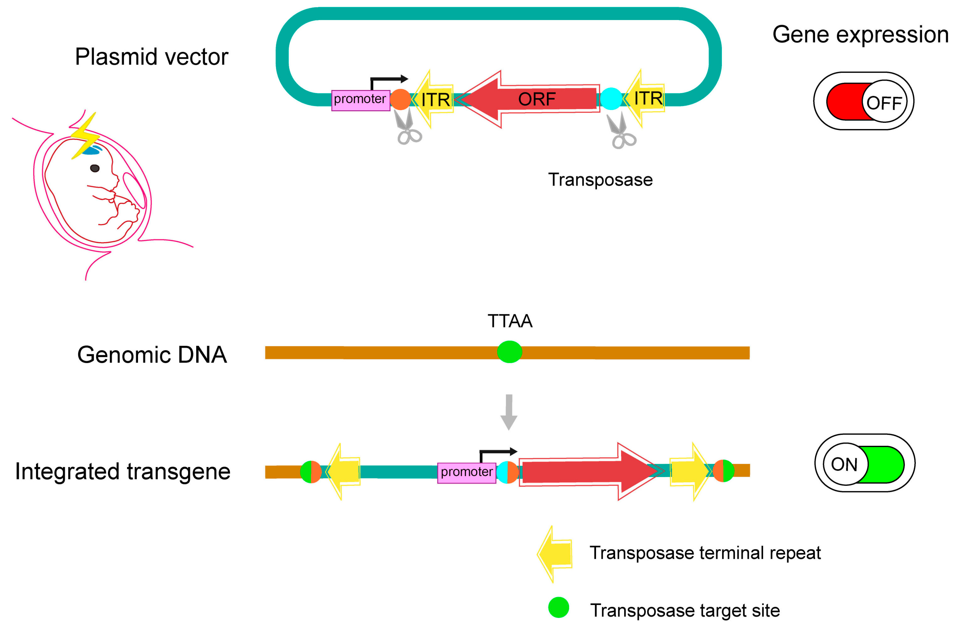 Ijms 24 14128 g003 Ijms 24 14128 g003