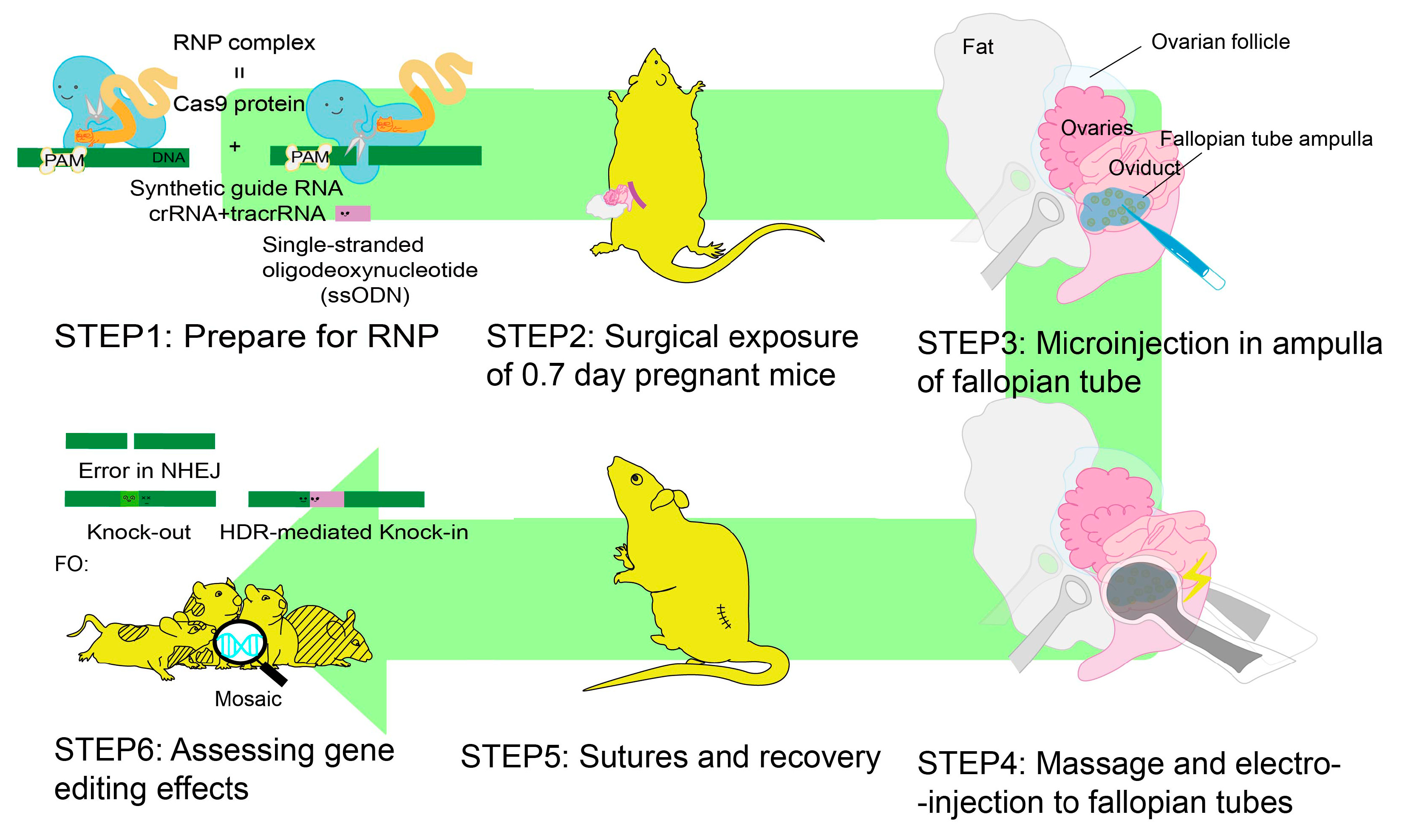 Ijms 24 14128 g005 Ijms 24 14128 g005