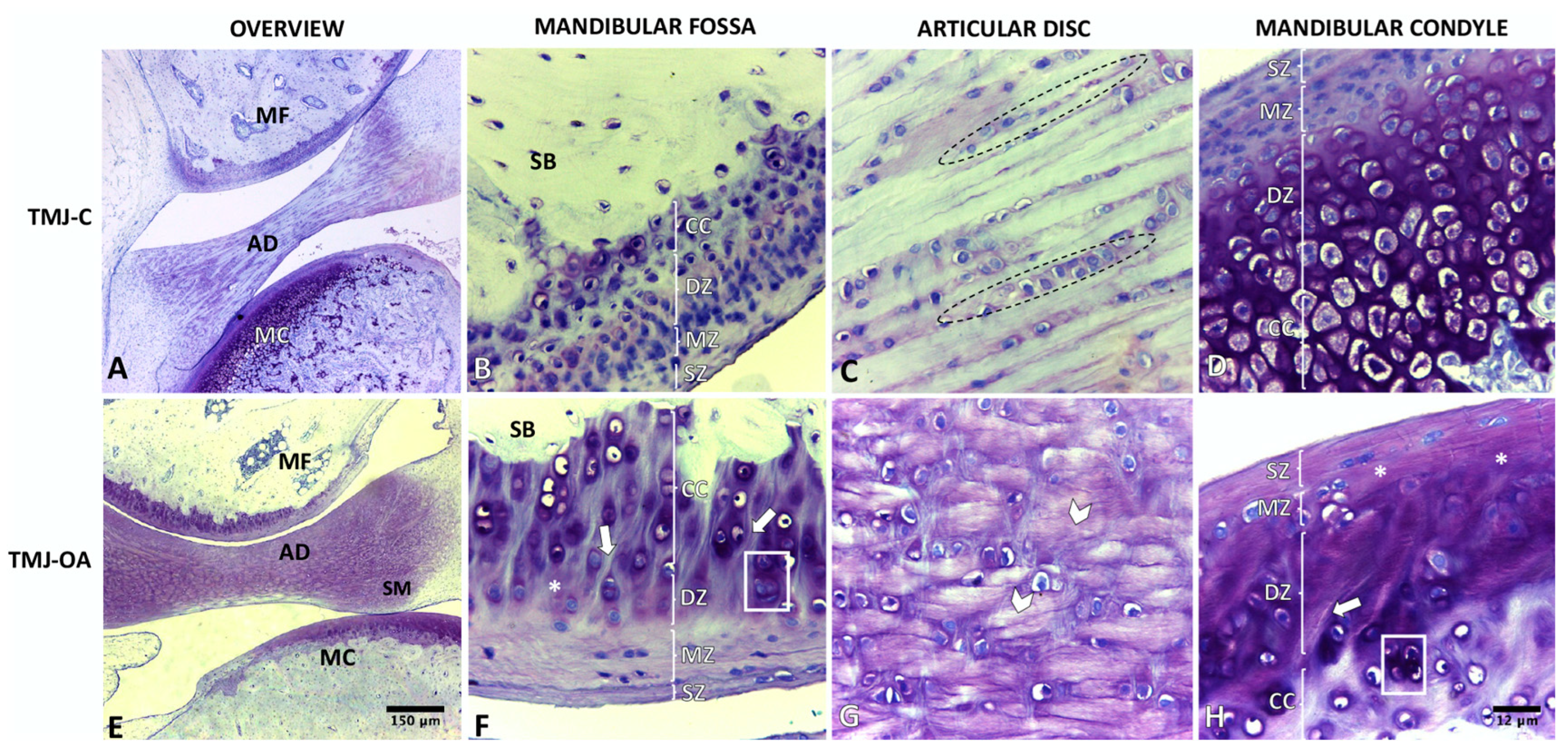 Ijms 24 14130 g001 Ijms 24 14130 g001