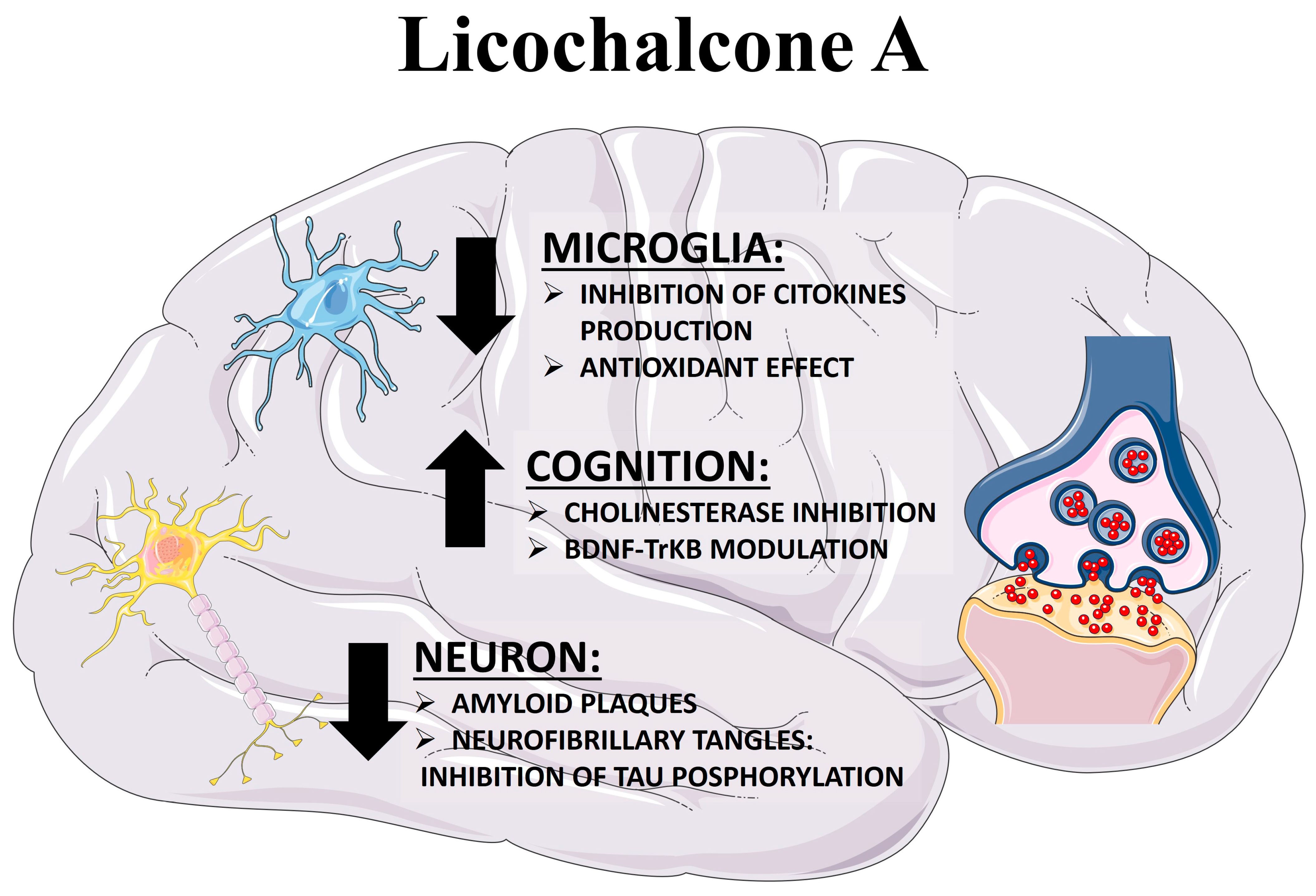 Ijms 24 14177 g002 Ijms 24 14177 g002