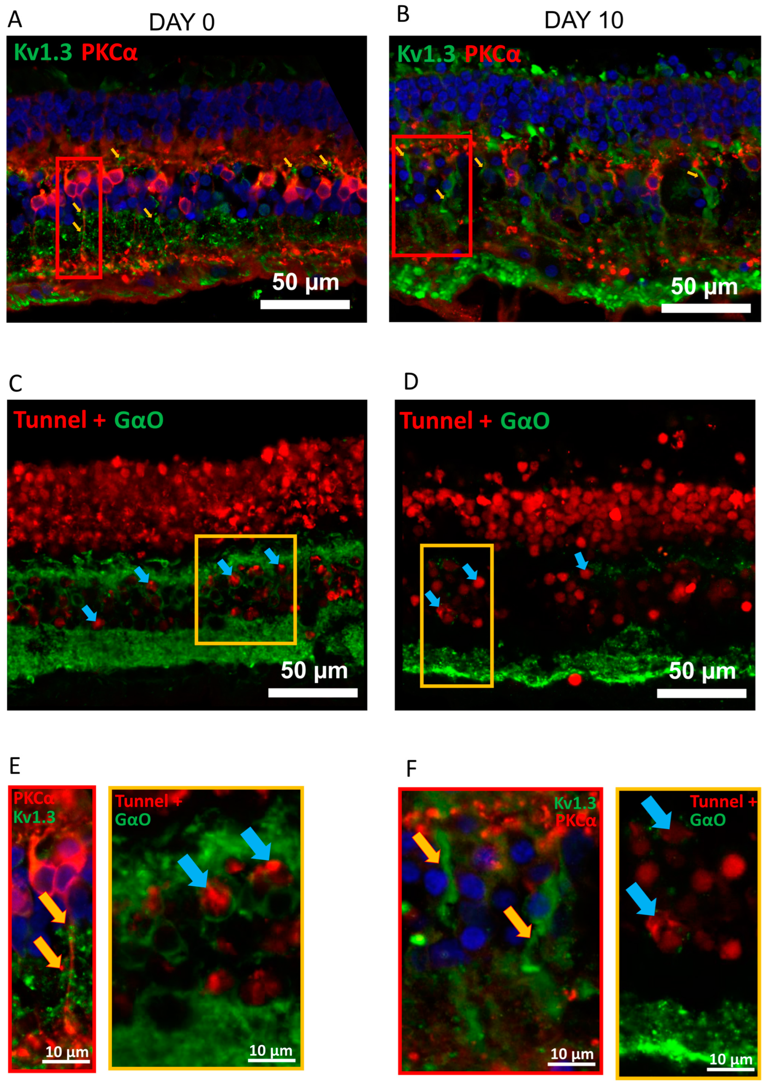 Ijms 24 14207 g002 Ijms 24 14207 g002