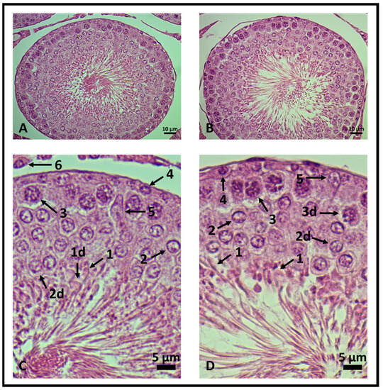 IJMS | Free Full-Text | Evaluation of Genistein as a Mitochondrial