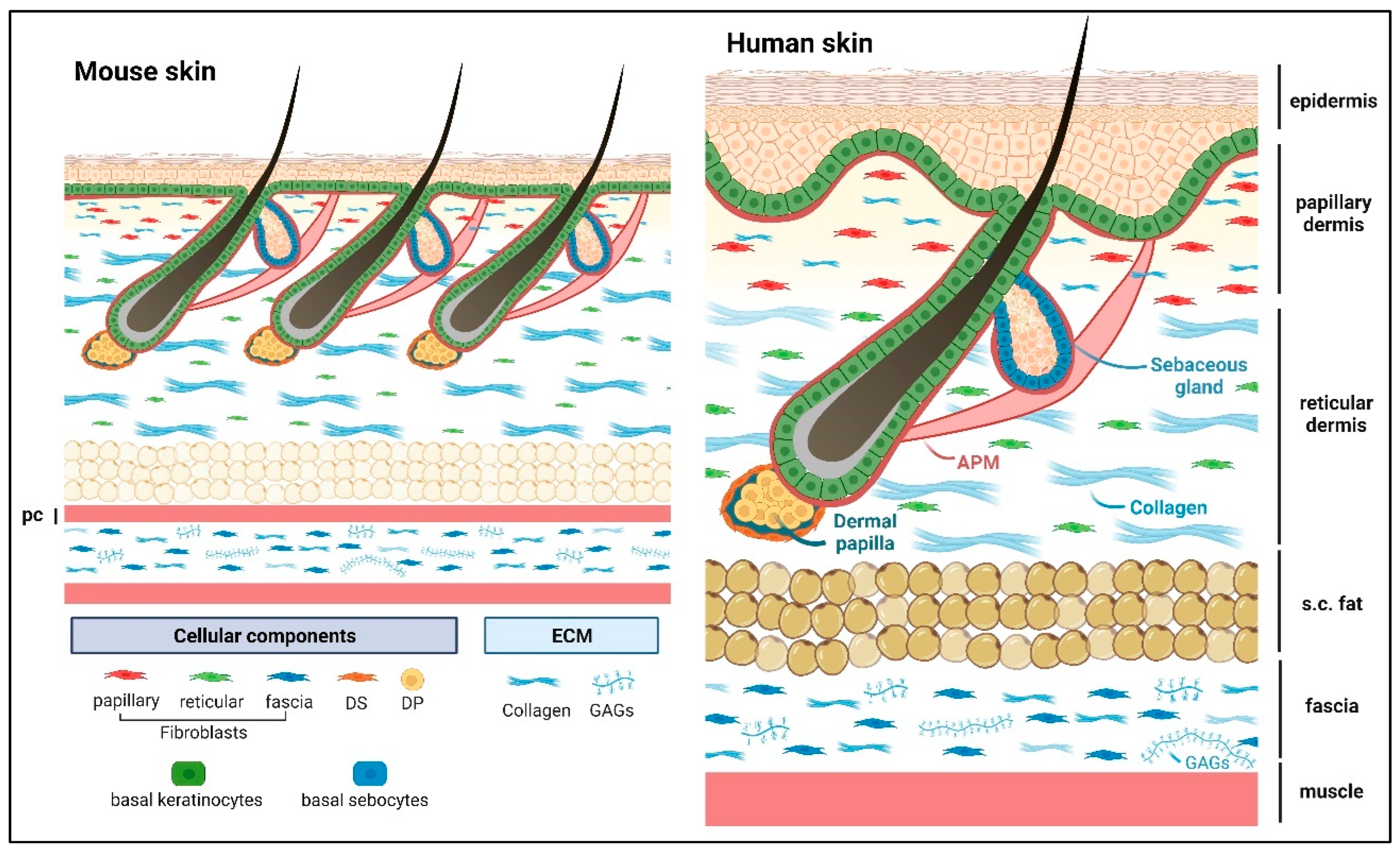 IJMS Free Full Text Matricellular Proteins in the Homeostasis