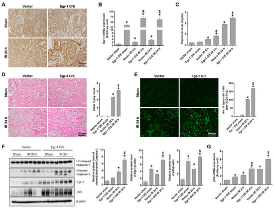 Ijms Free Full Text Early Growth Response 1 Contributes To Renal Ir