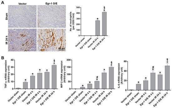 Ijms Free Full Text Early Growth Response 1 Contributes To Renal Ir