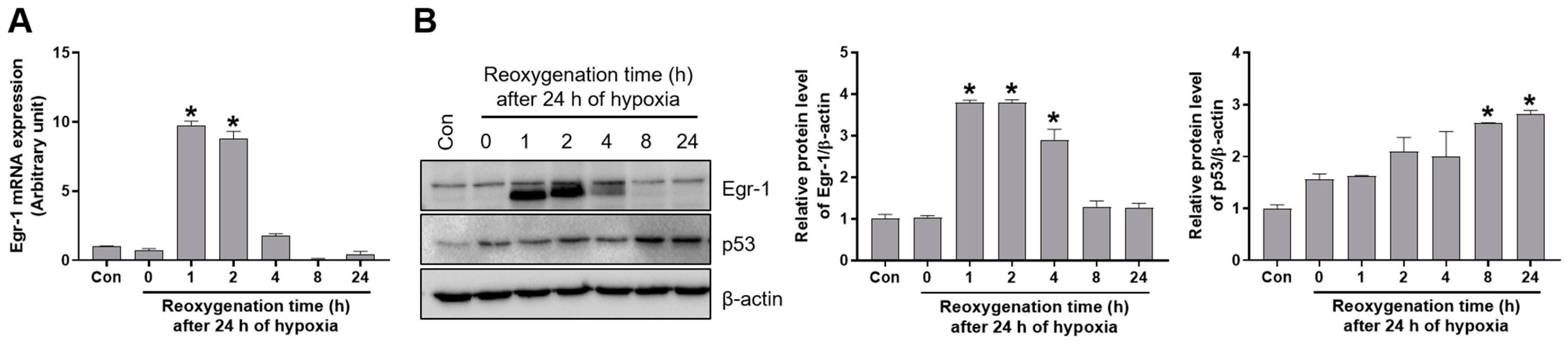 Ijms Free Full Text Early Growth Response 1 Contributes To Renal Ir