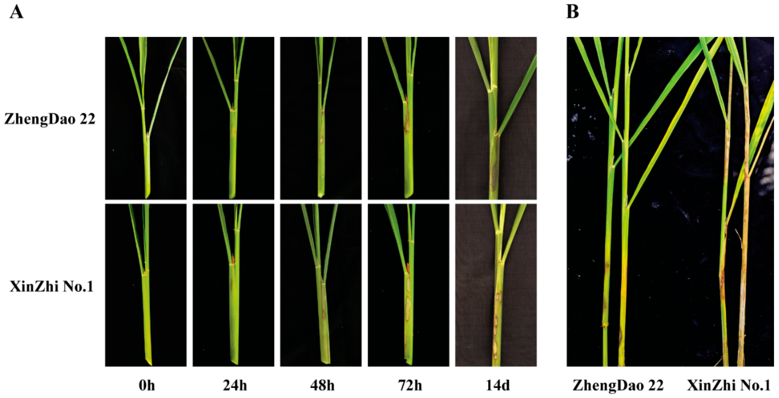 Ijms 24 14310 g002 Ijms 24 14310 g002