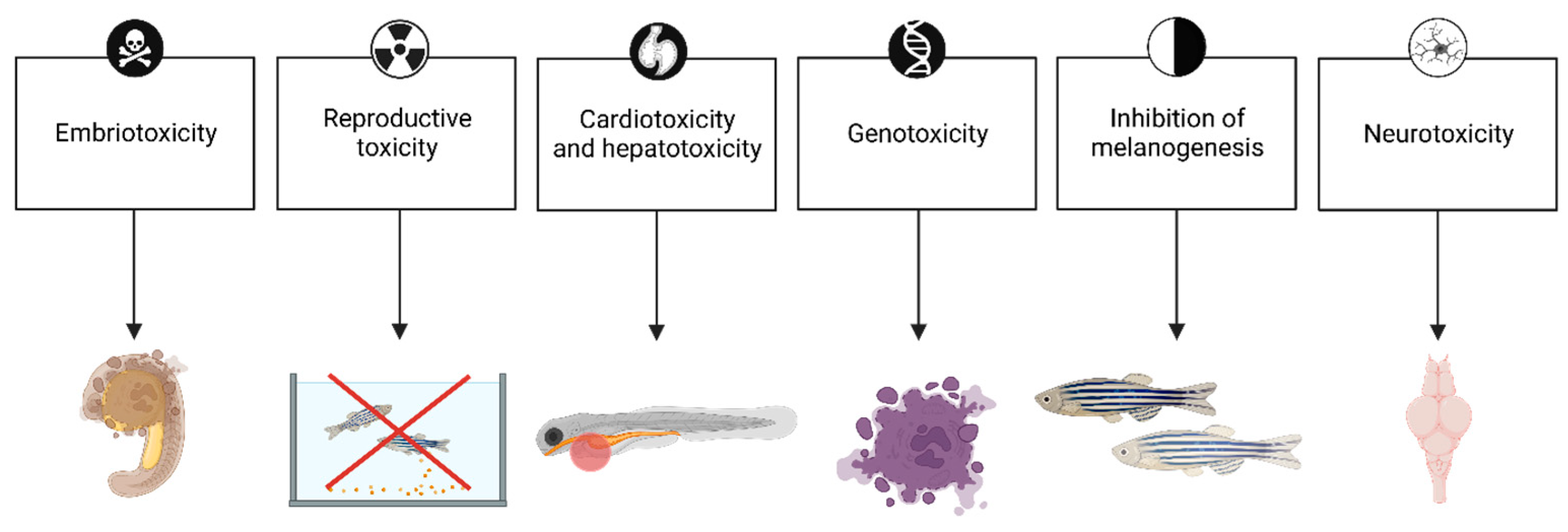 Systems Toxicology Approach for Testing Chemical Cardiotoxicity in Larval  Zebrafish